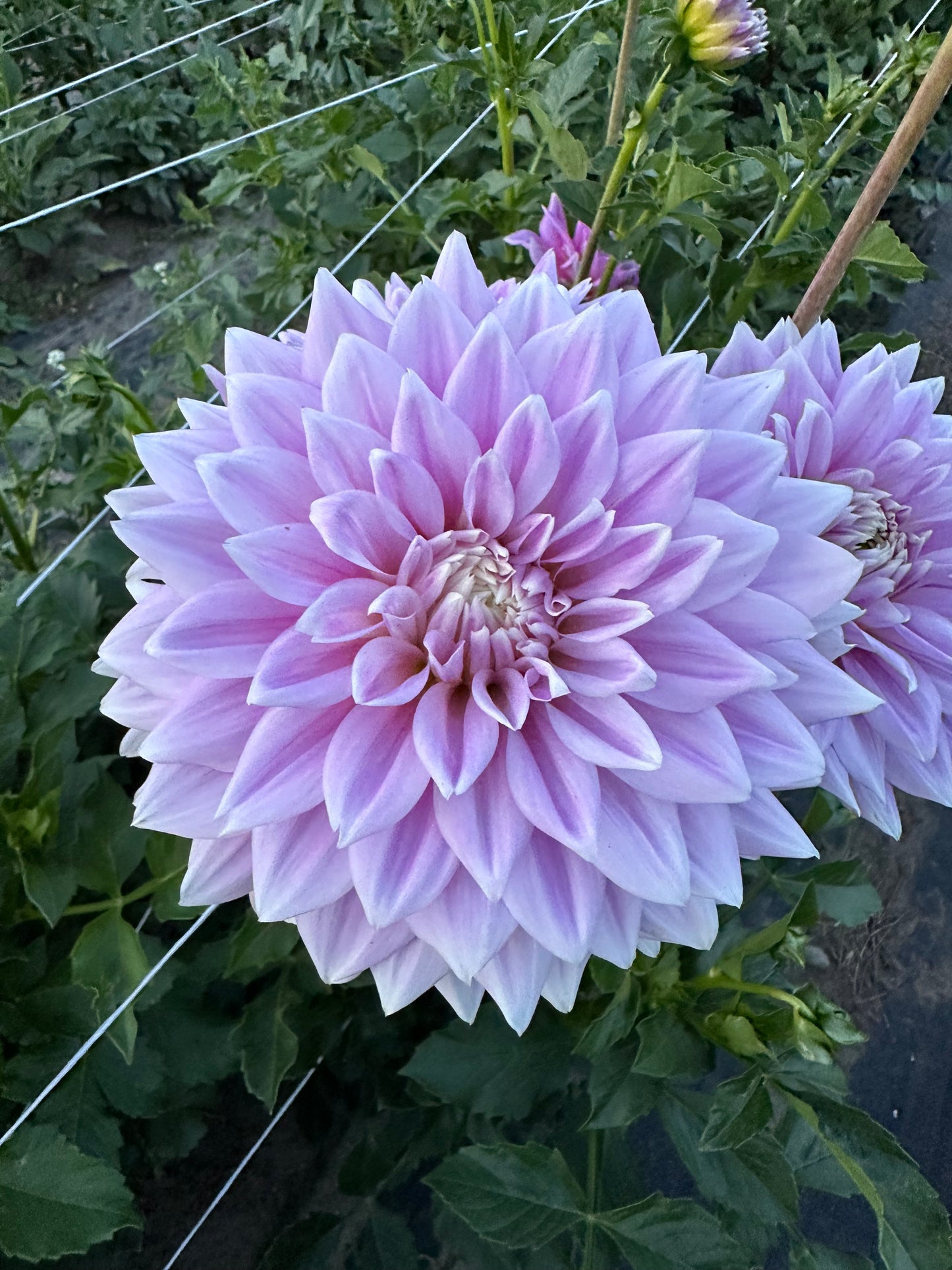 Ferncliff Inspiration Dahlia Tuber