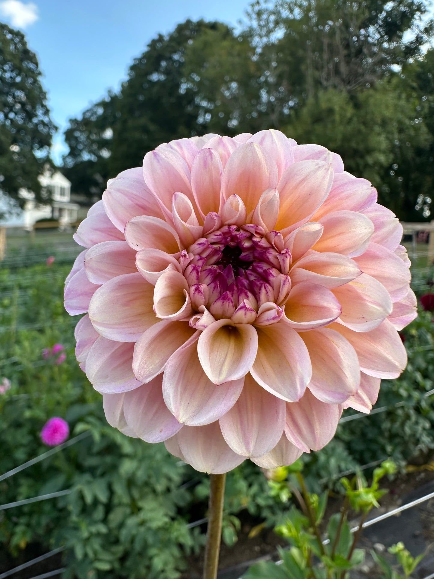 Wine Eyed Jill Dahlia Tuber