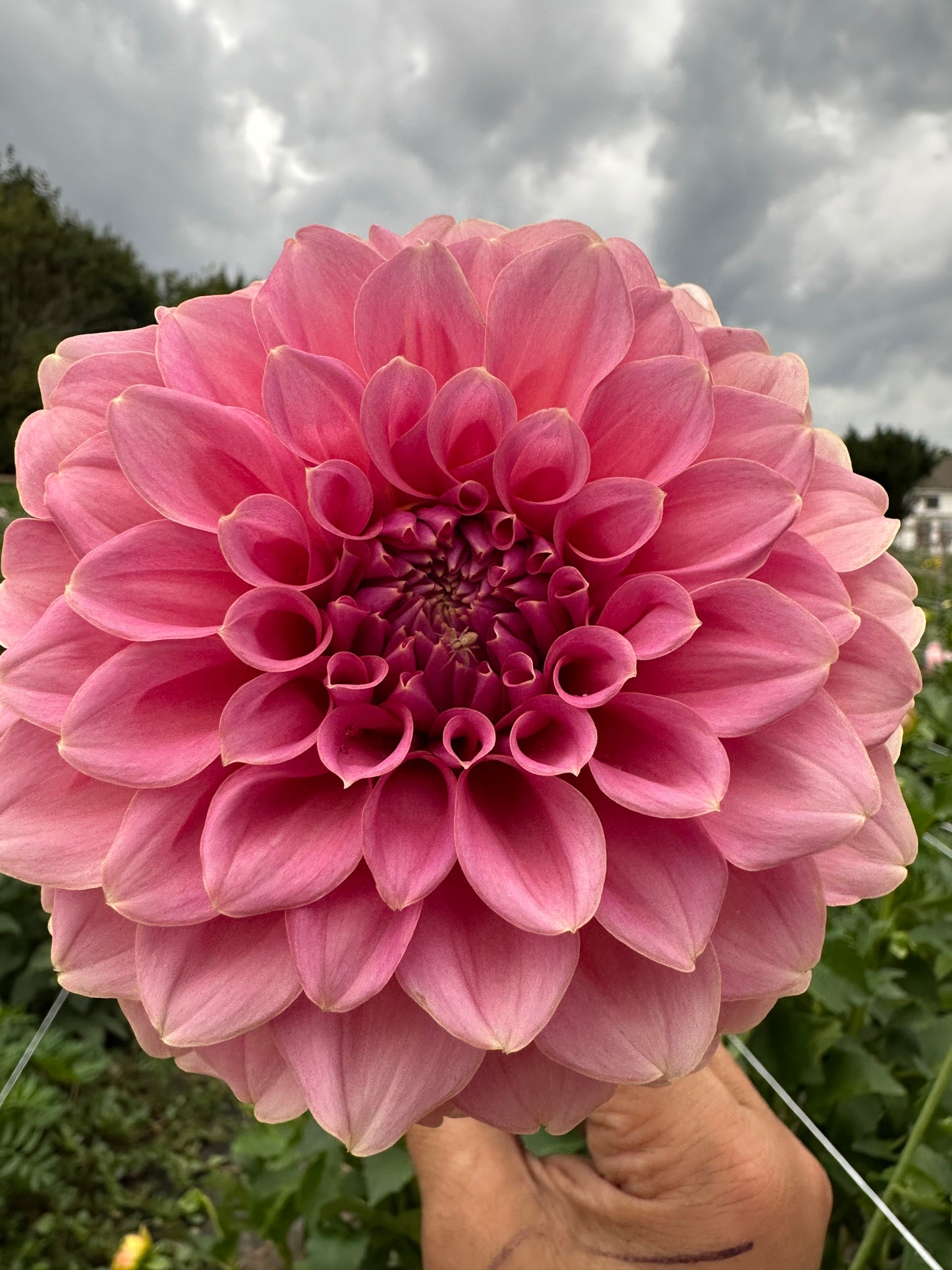 Lee's Mauva Guava Dahlia Tuber