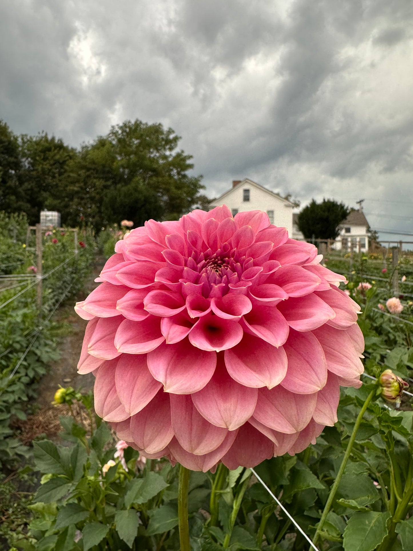 Lee's Mauva Guava Dahlia Tuber