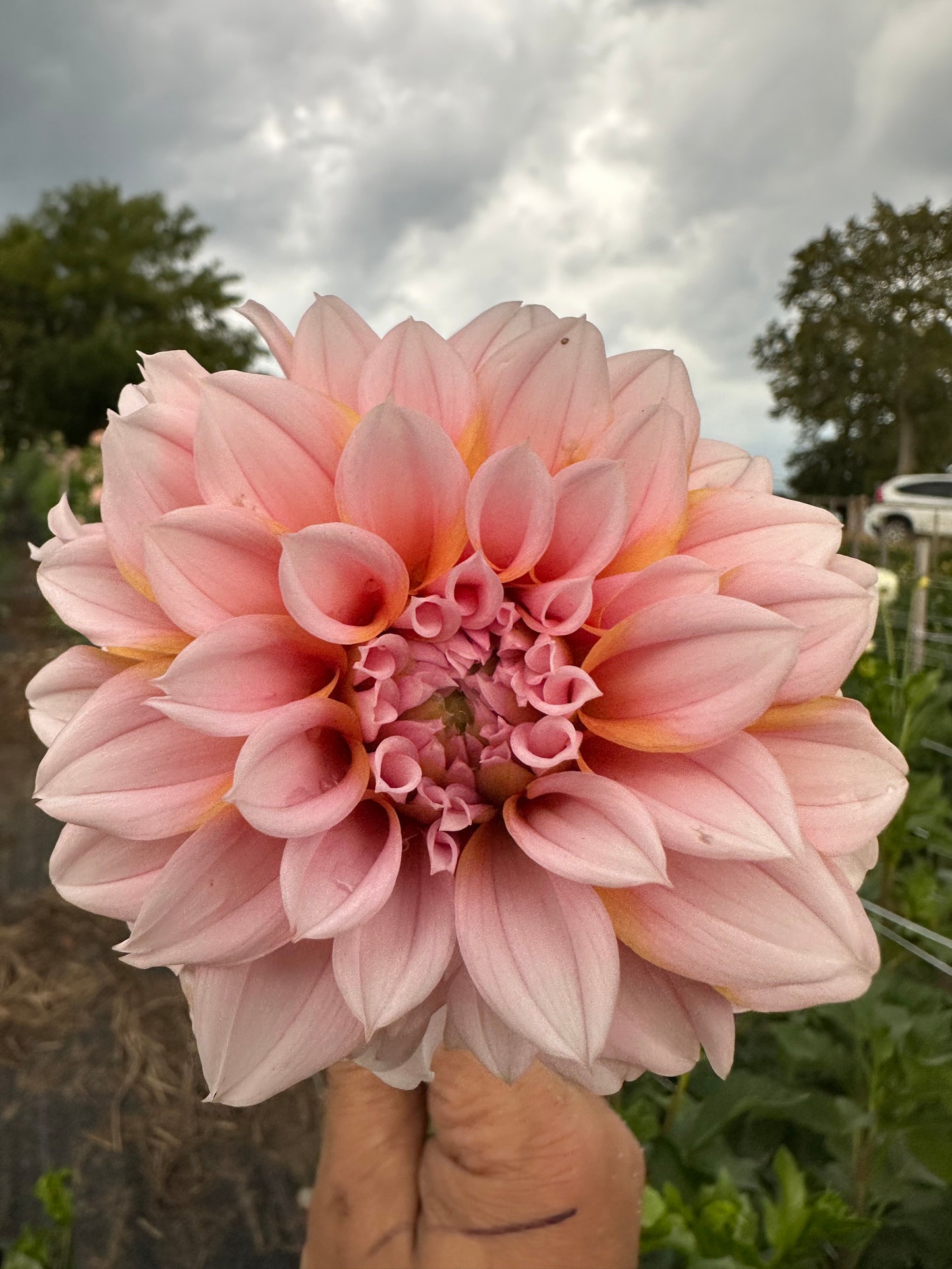 Lee's Evelyn Dahlia Tuber