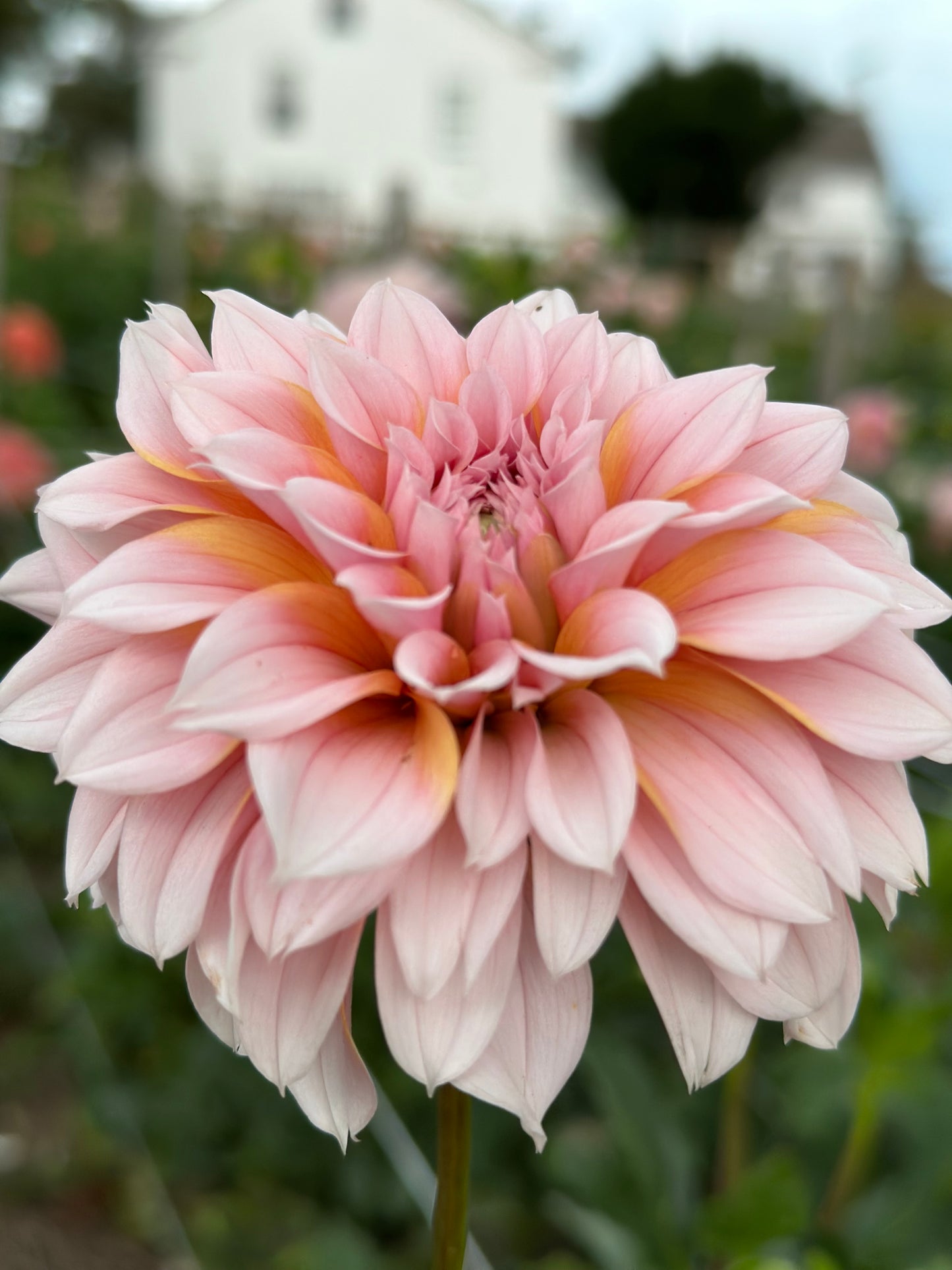 Lee's Evelyn Dahlia Tuber
