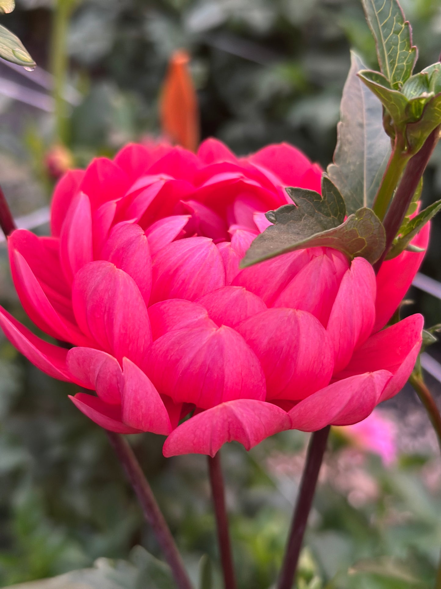 Hollyhill Daydream Dahlia Tuber