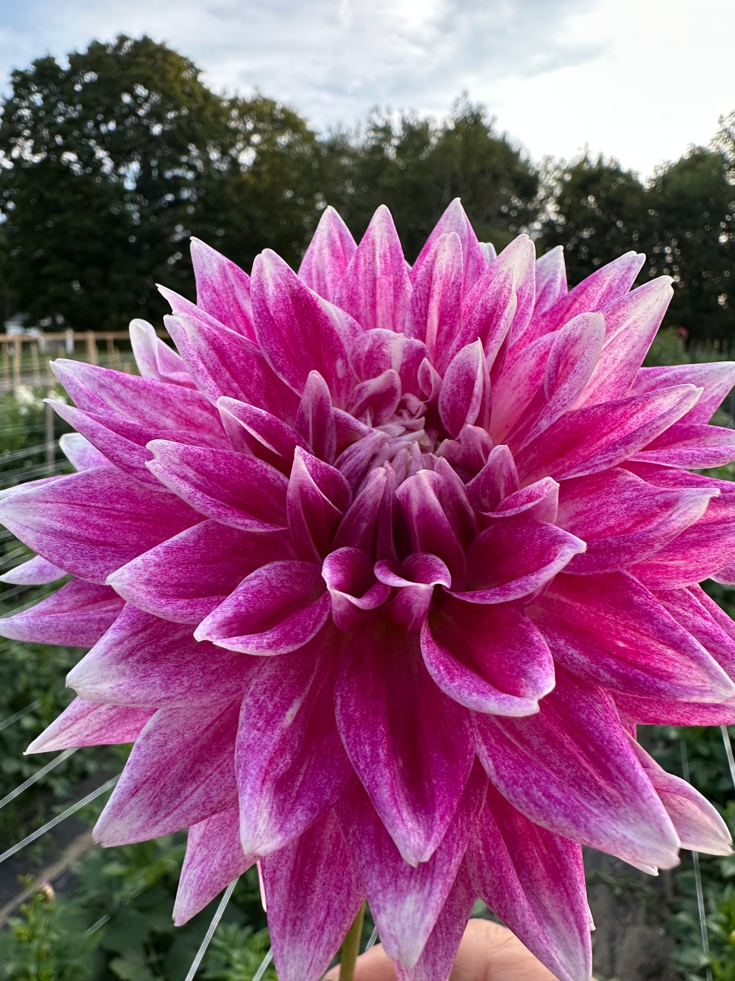 BJ's Dusty Rose