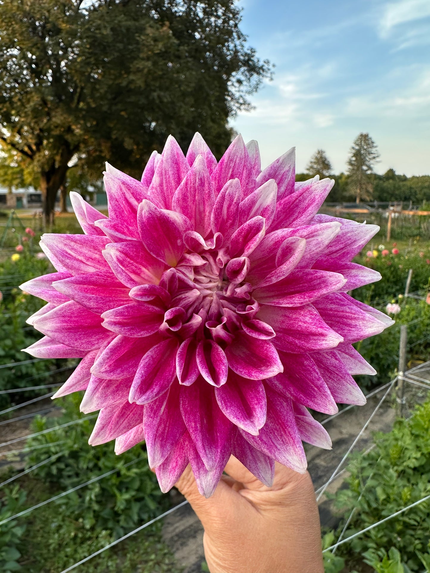 BJ's Dusty Rose