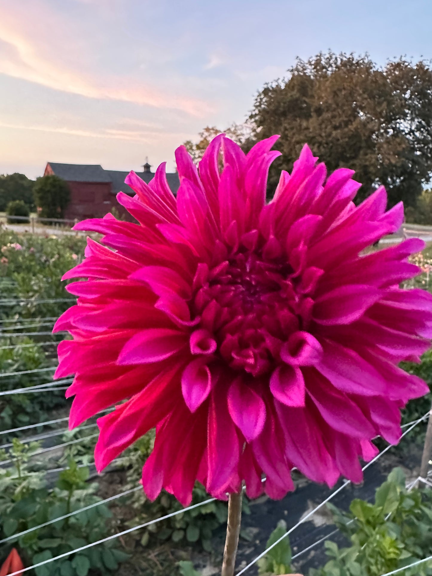 Bloomquist Pinwheel Dahlia Tuber