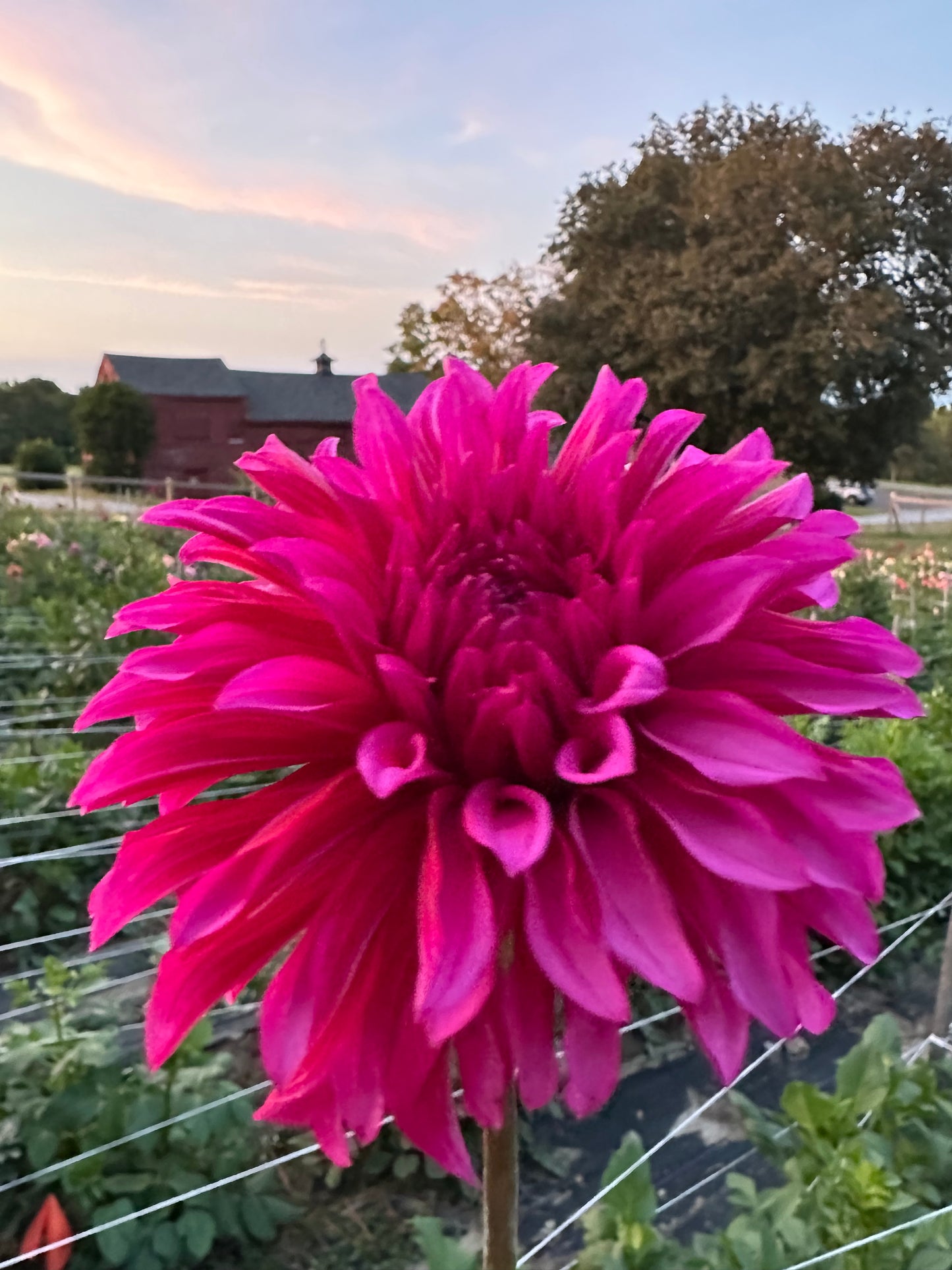 Bloomquist Pinwheel Dahlia Tuber