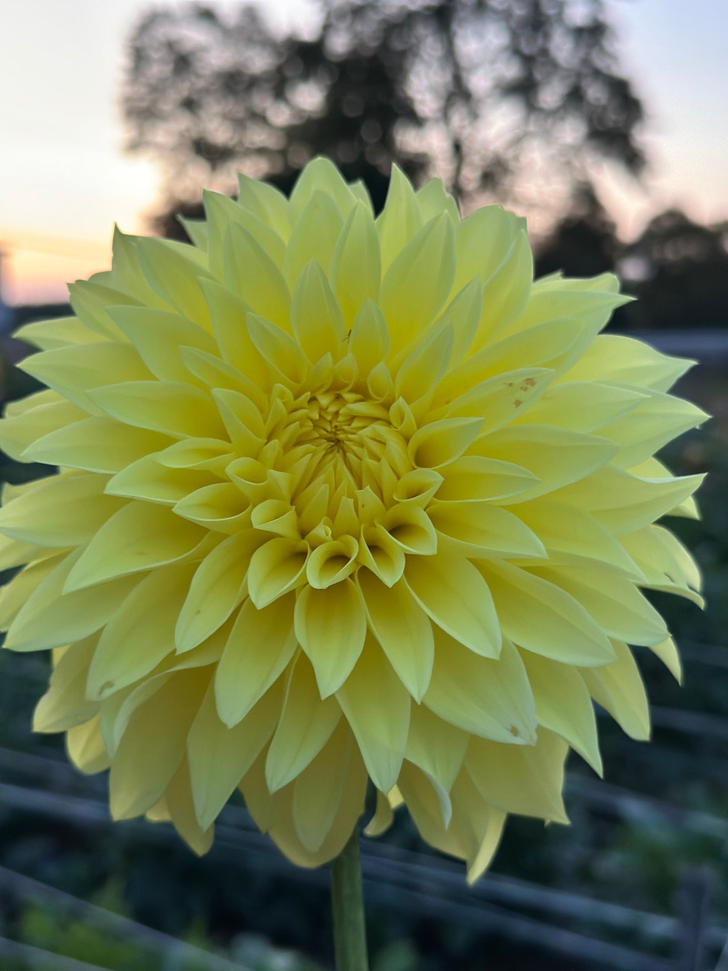 Clearview Del Sol Dahlia Tuber