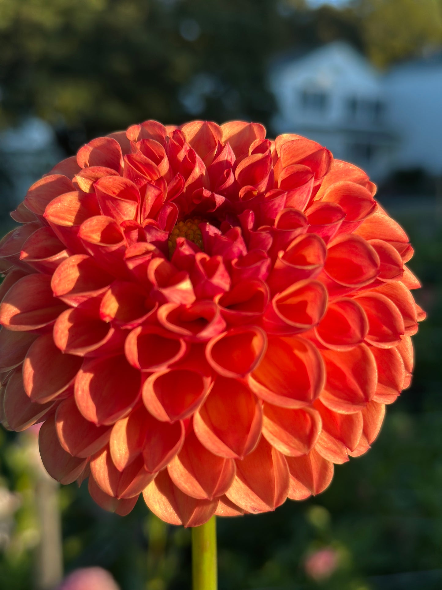 Jomanda Dahlia Tuber