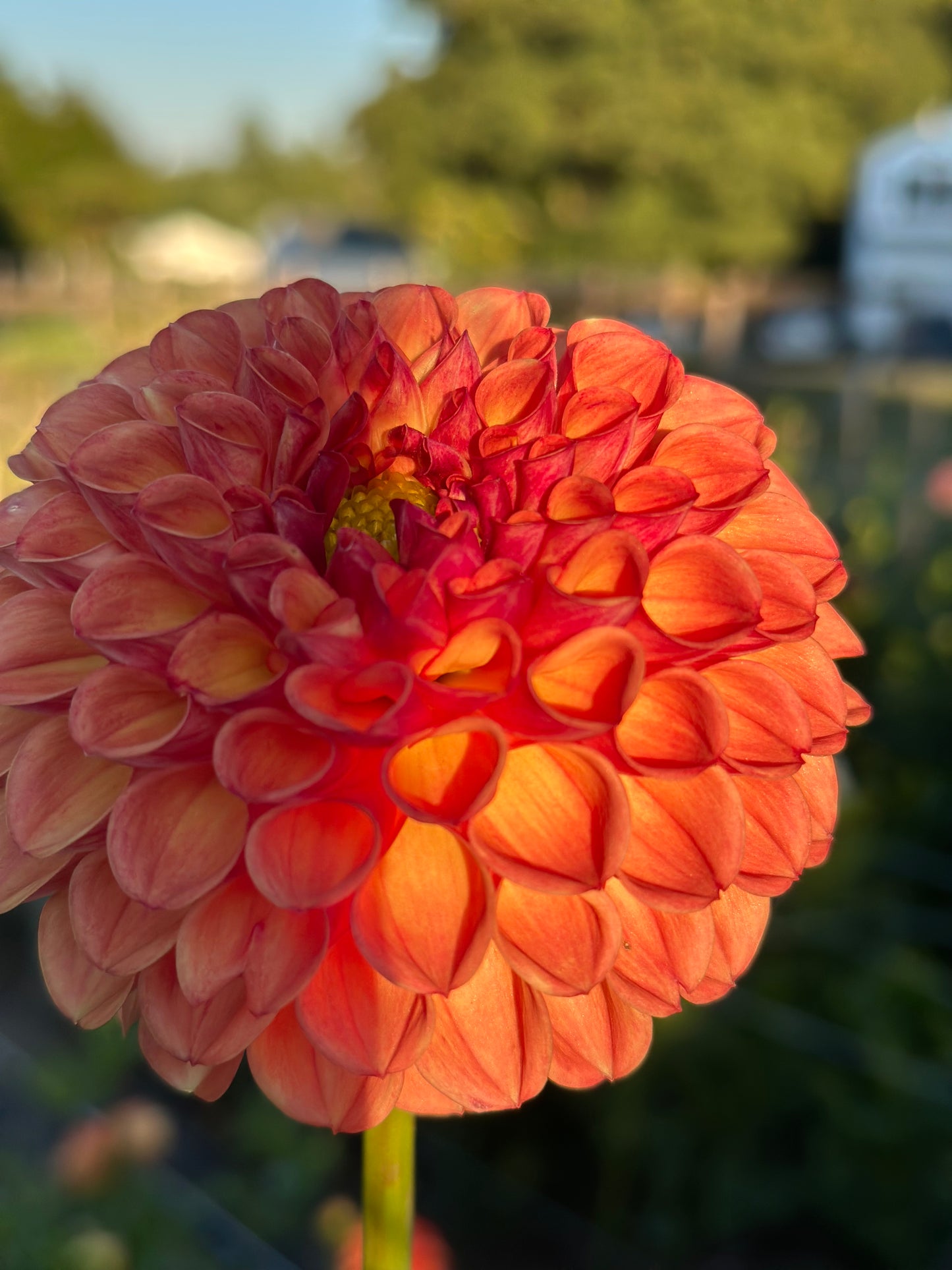 Jomanda Dahlia Tuber