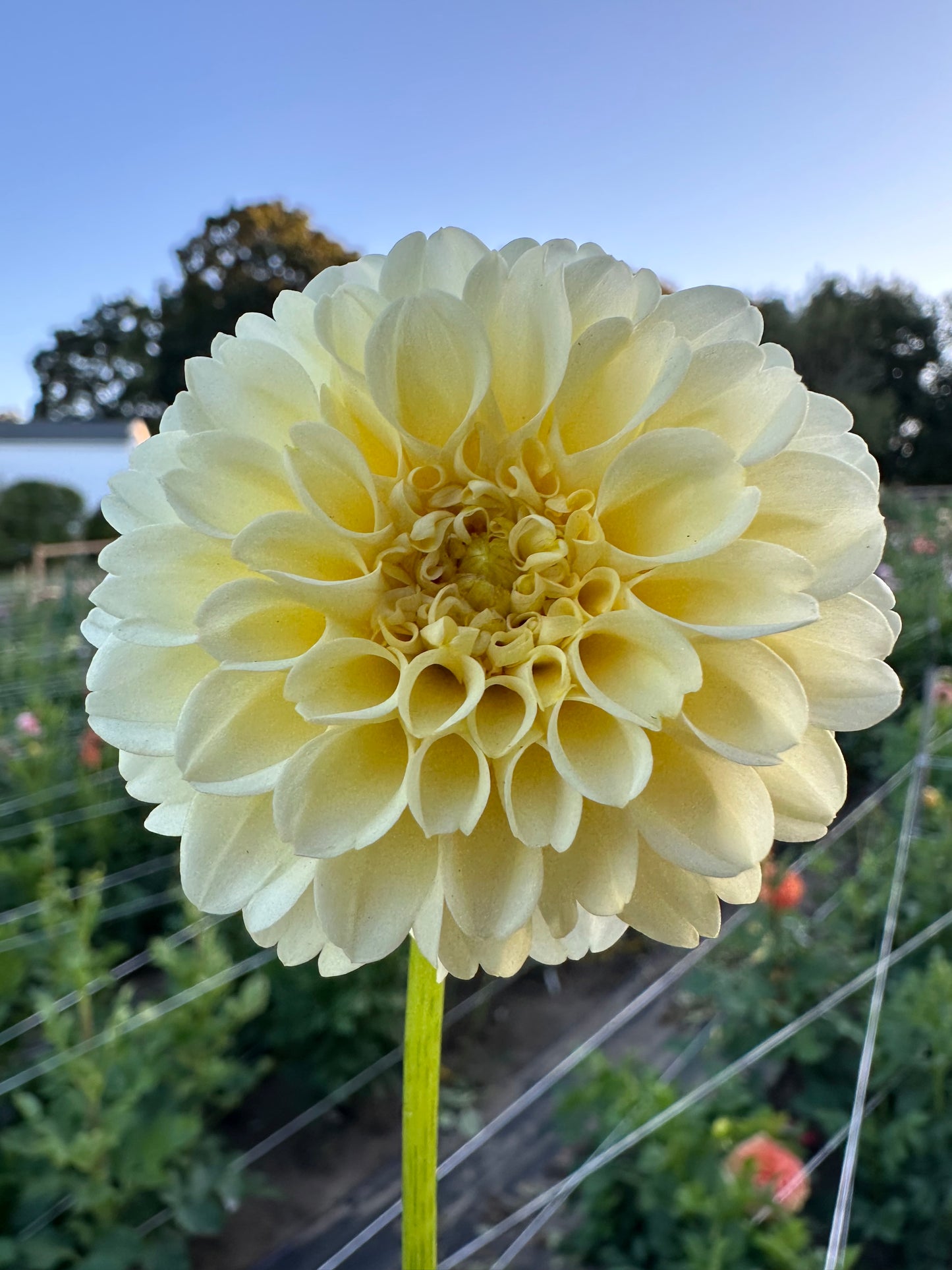 MM Buttercream Dahlia Tuber