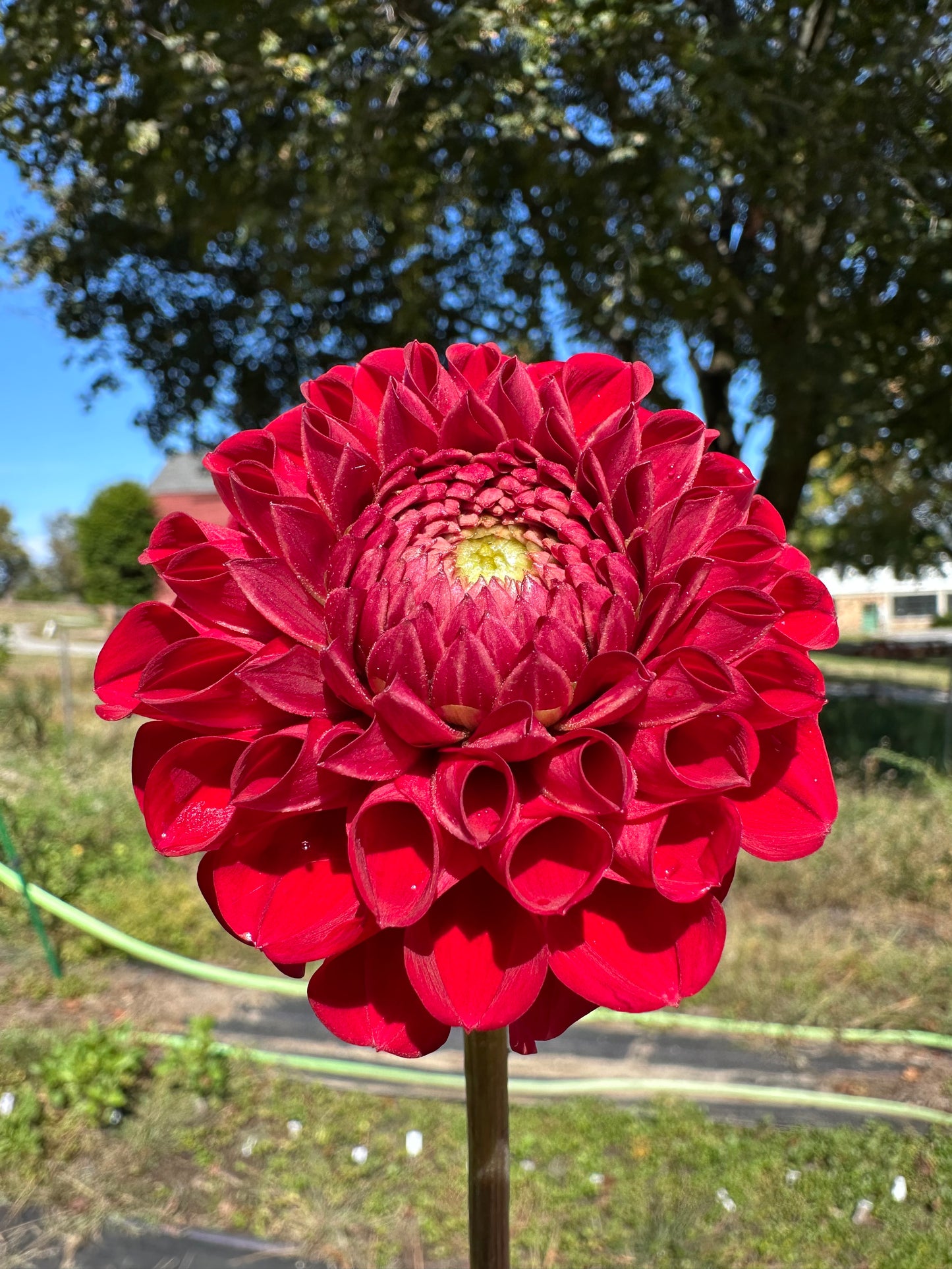 Cornel Dahlia Tuber