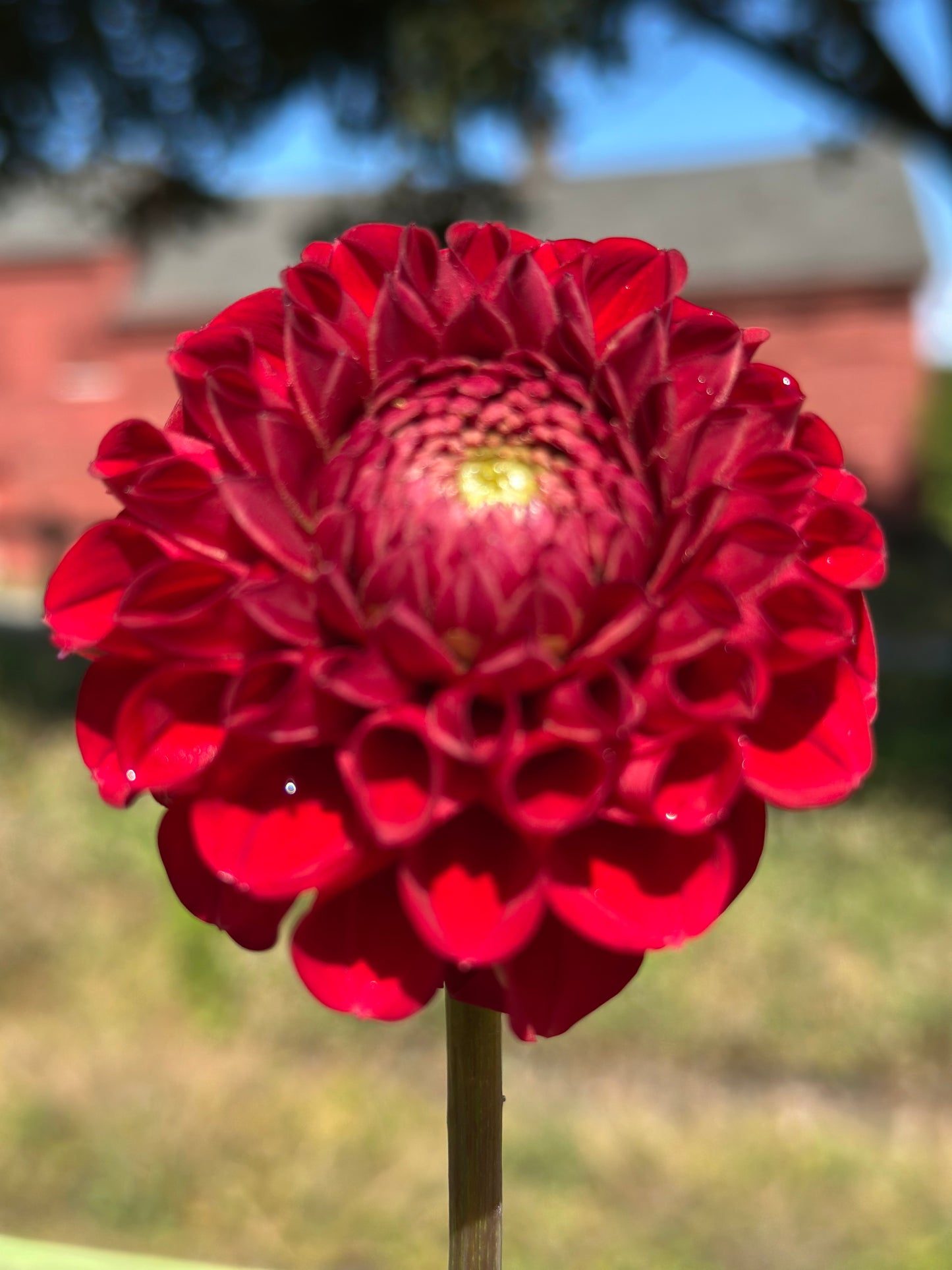 Cornel Dahlia Tuber