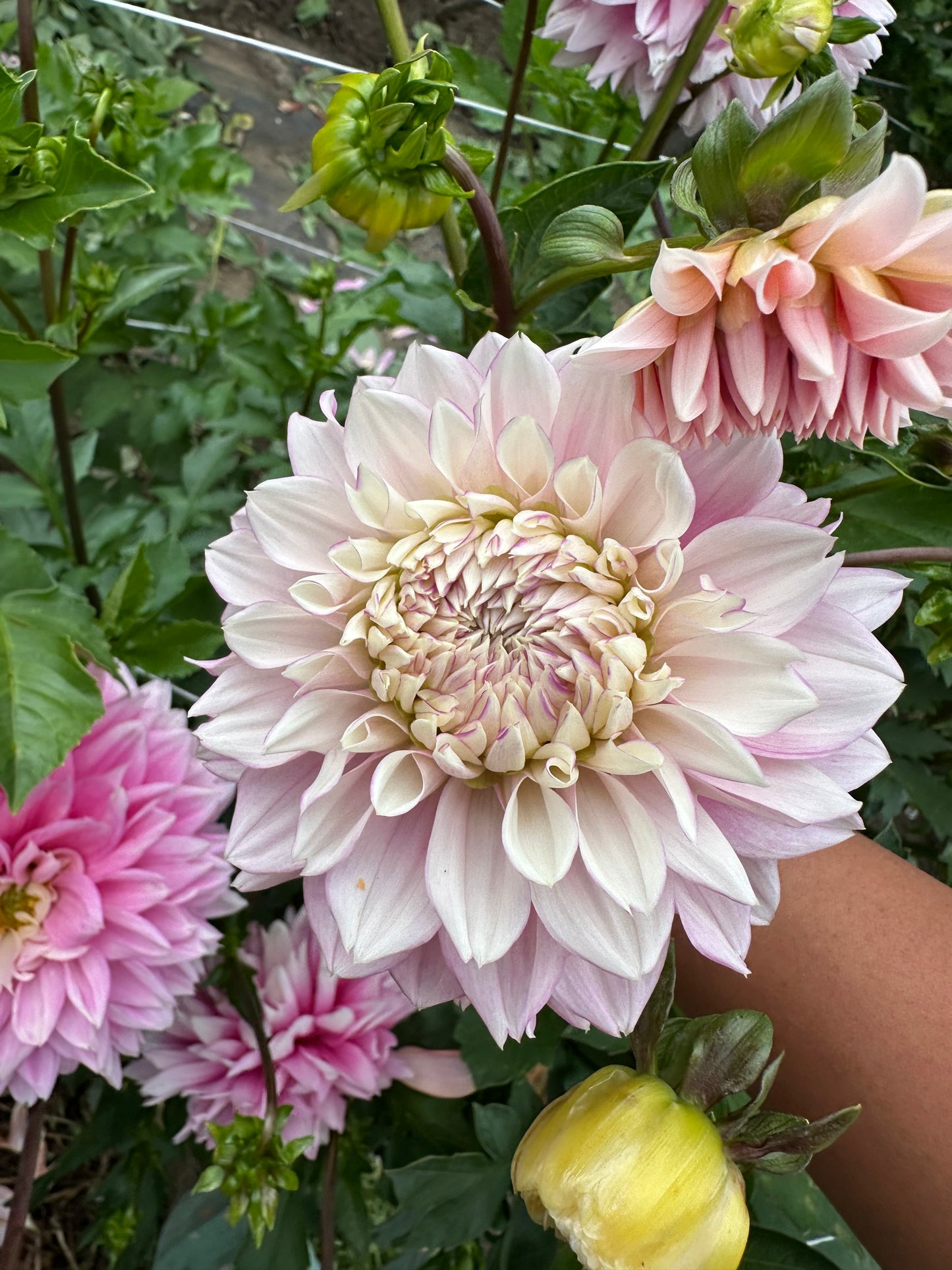 Lee's Swoosie Dahlia Tuber