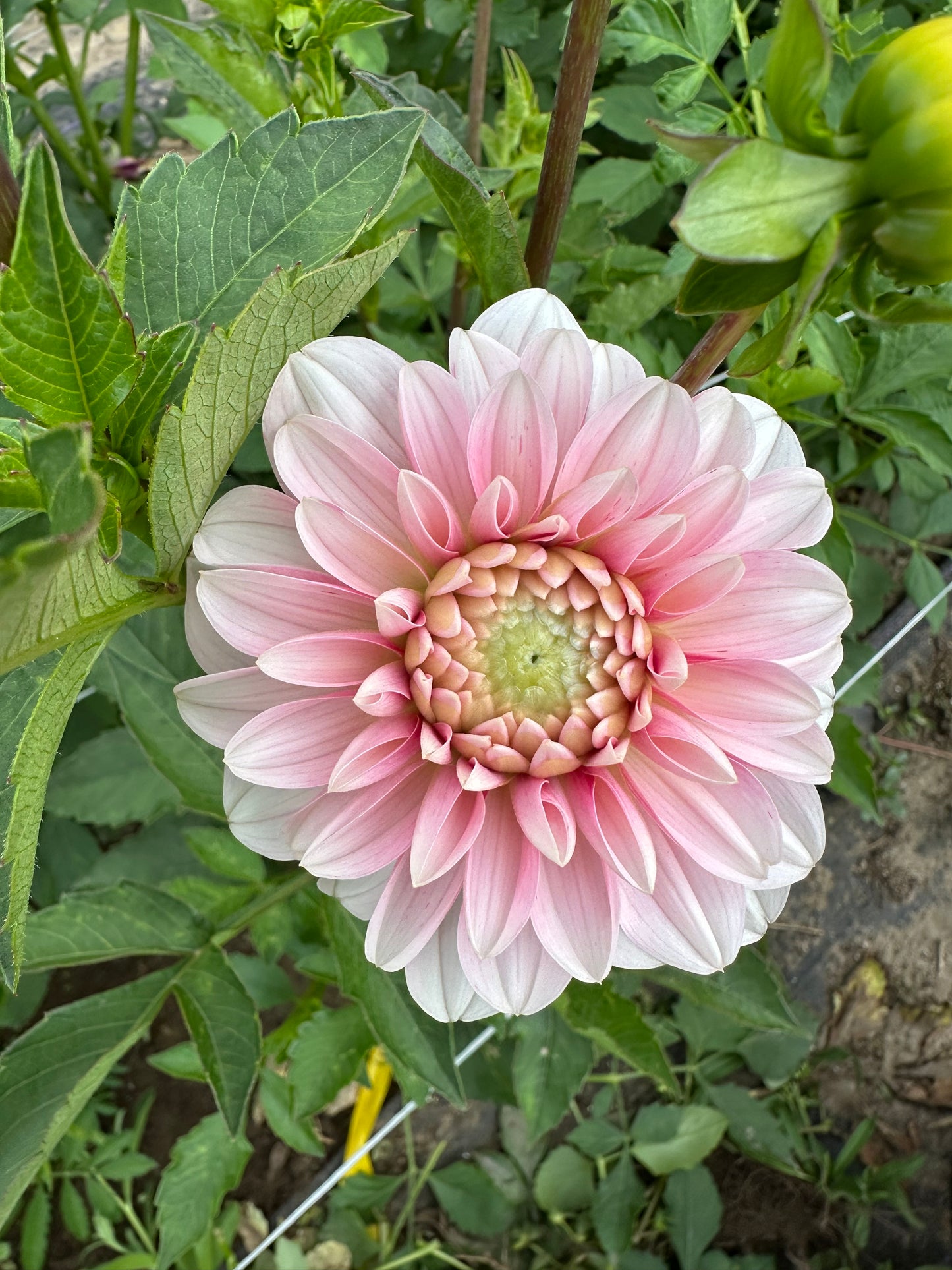 Strawberry Cream Dahlia Tuber