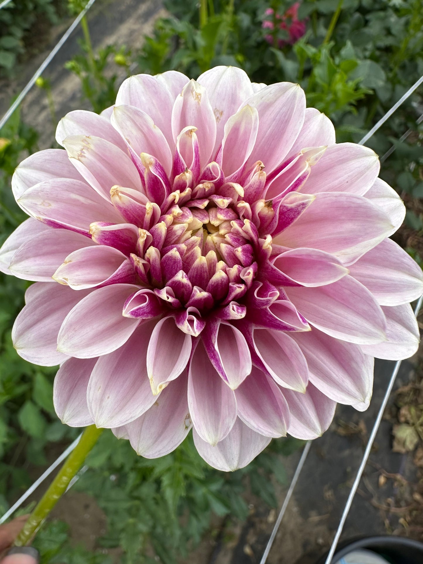 Salish Twilight Girl Dahlia Tuber