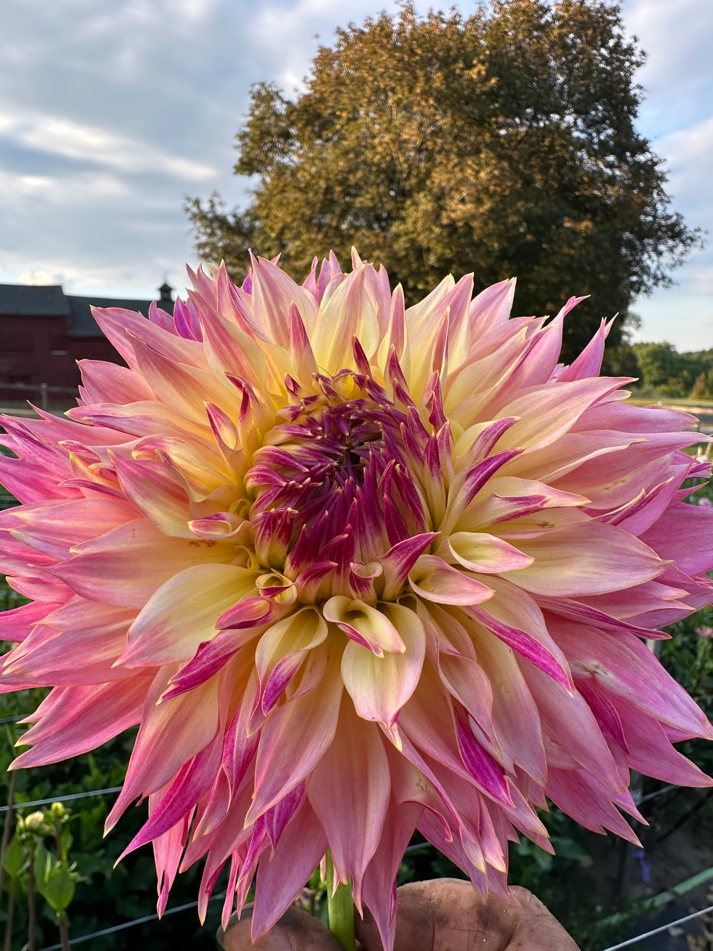 Tom Pouce Dahlia Tuber