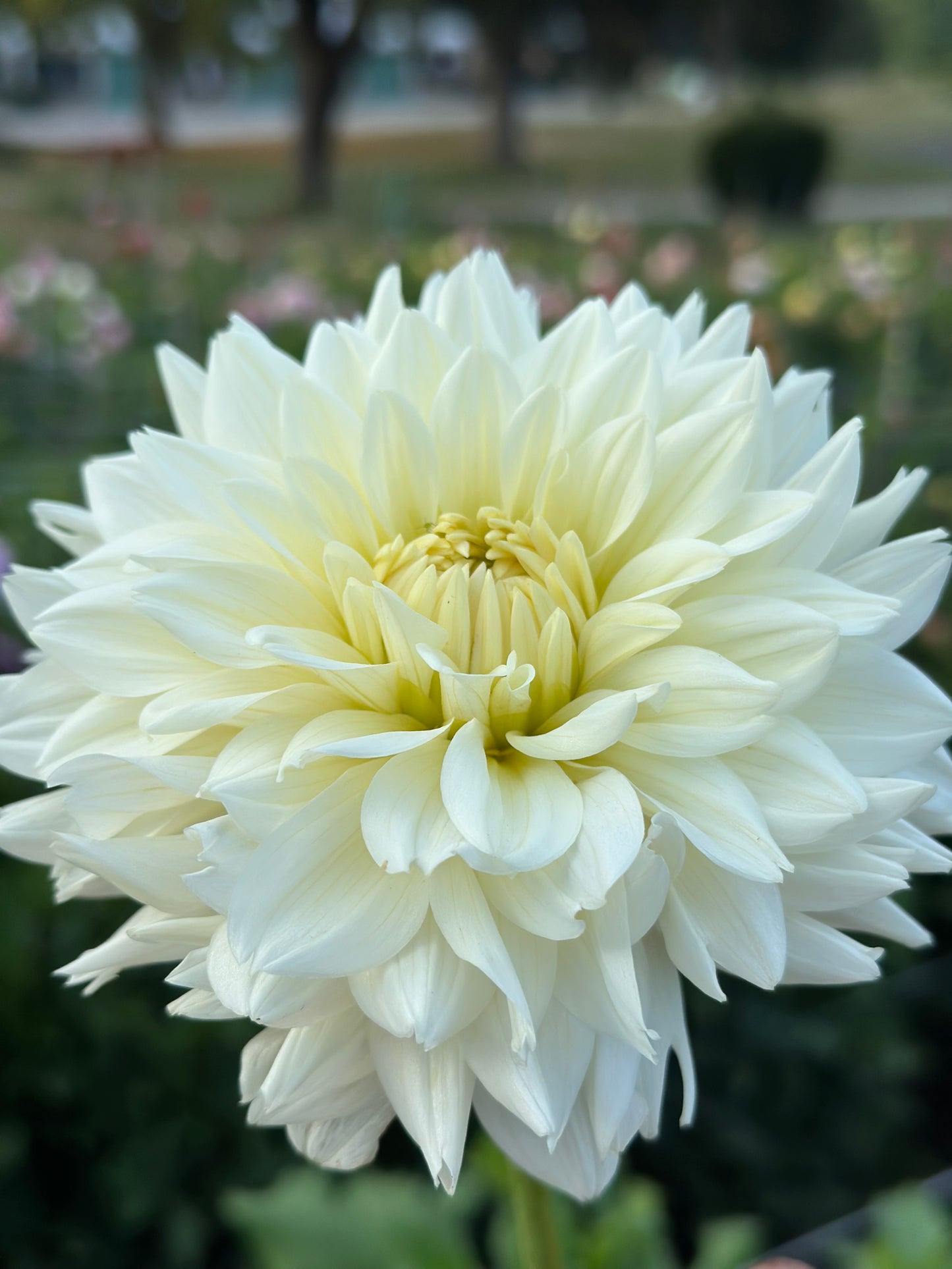 Tapioca Dahlia Tuber