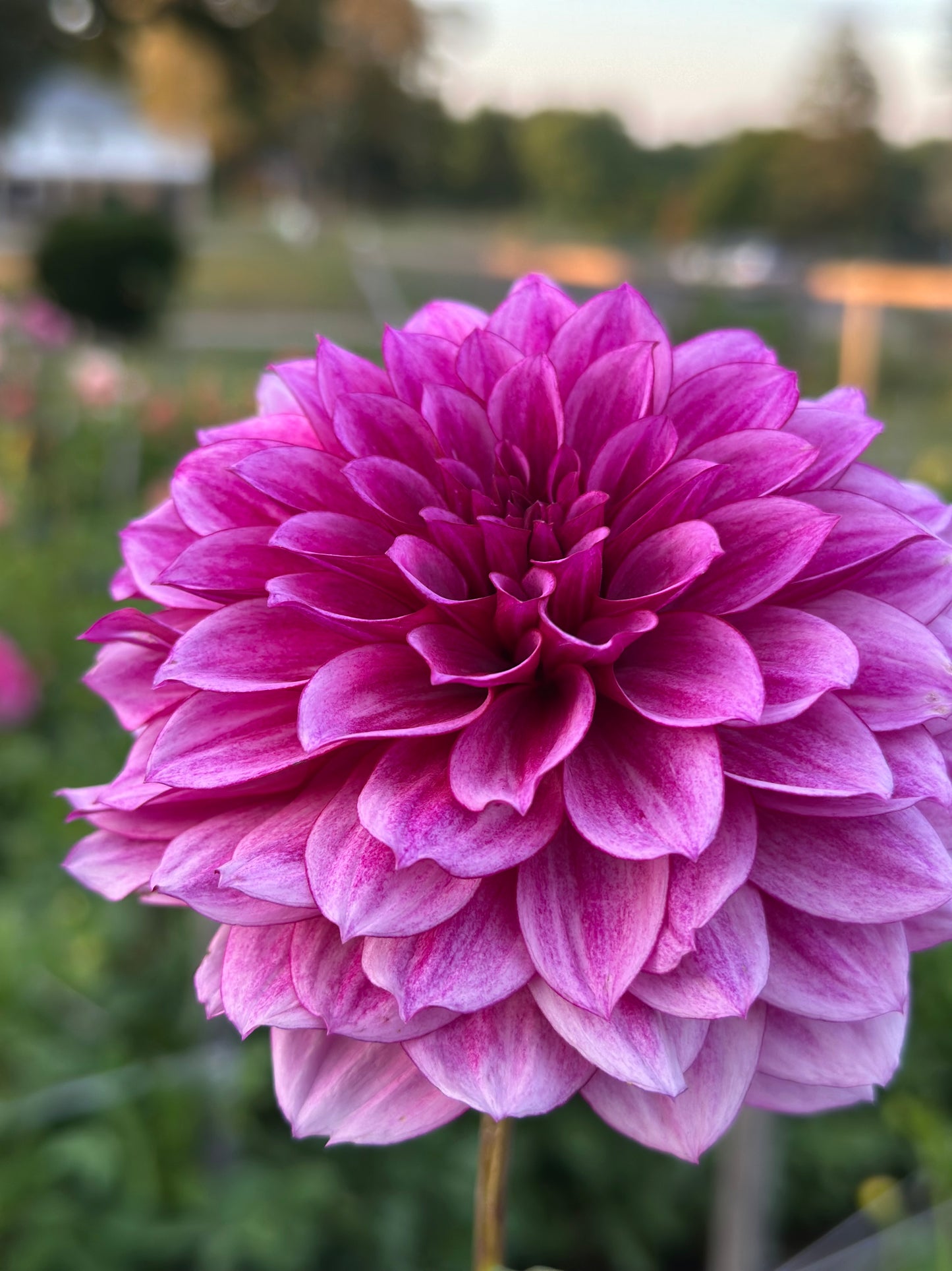 Creme de Cassis Dahlia Tuber