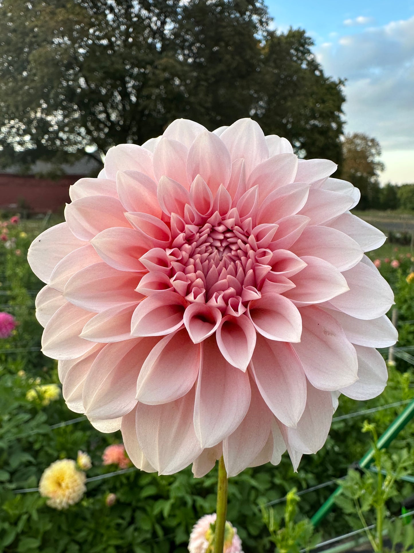RM Baby Girl Dahlia Tuber