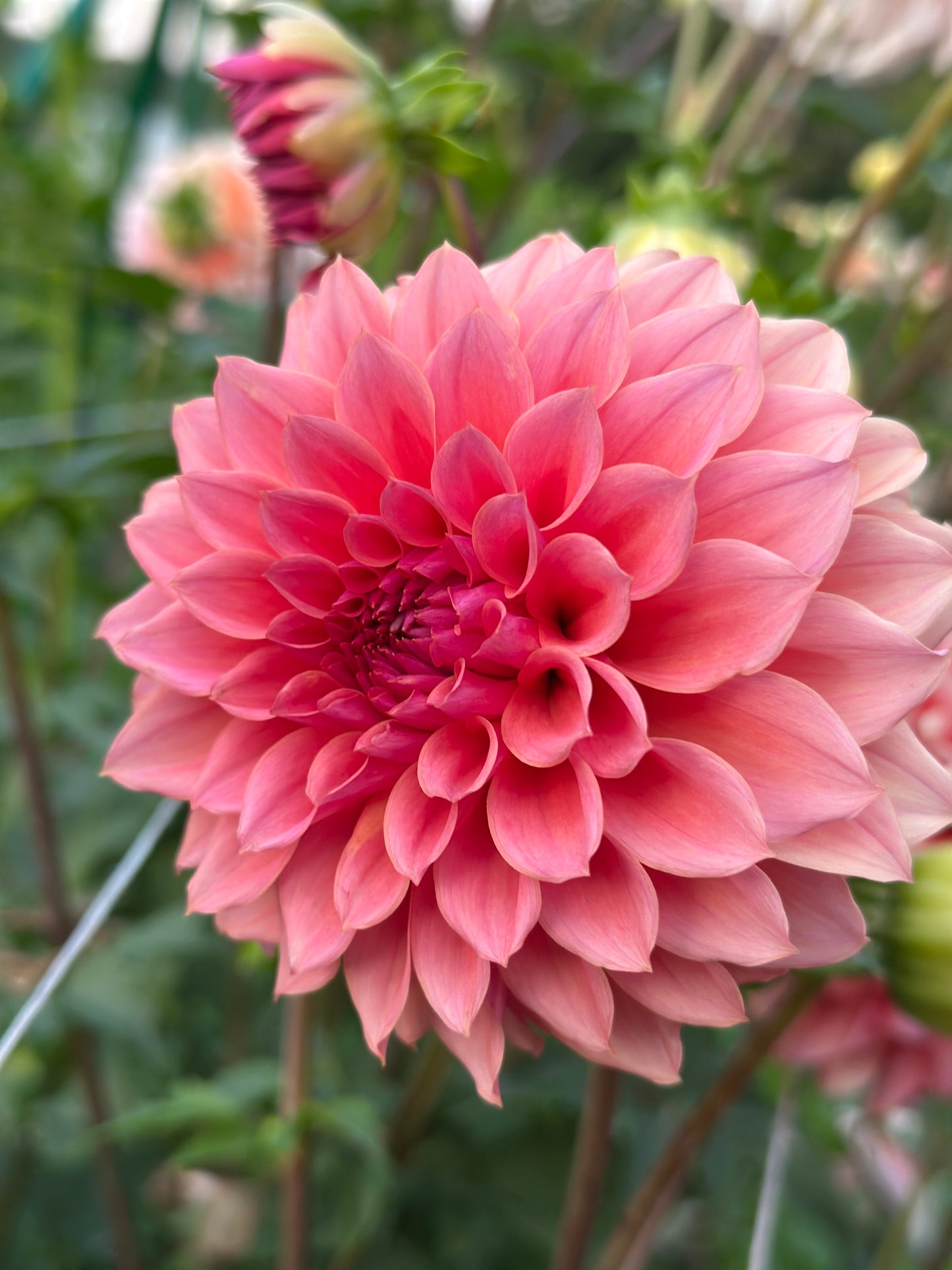 RM Baby Girl Dahlia Tuber