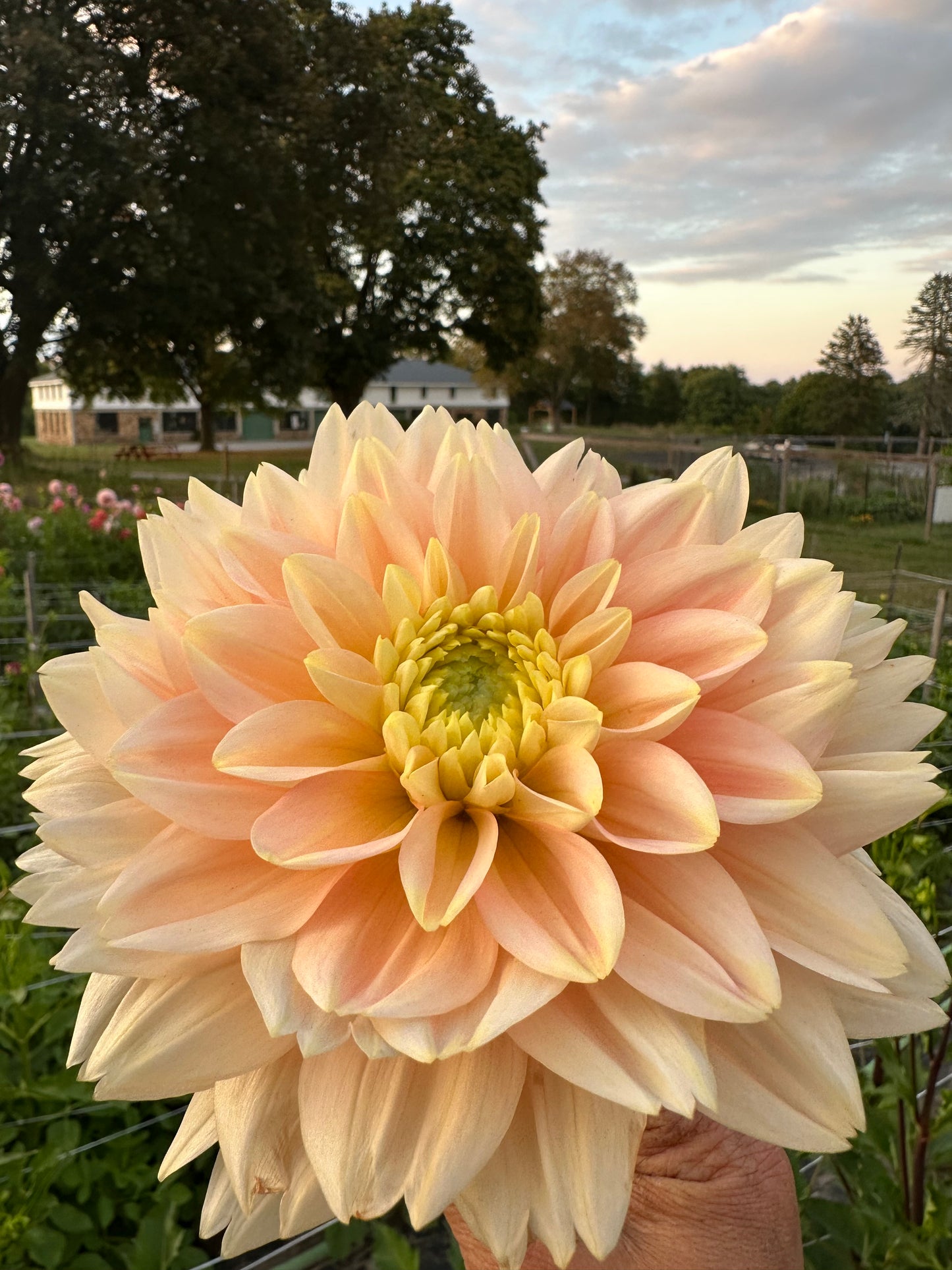 Verkist Tranquility Dahlia Tuber