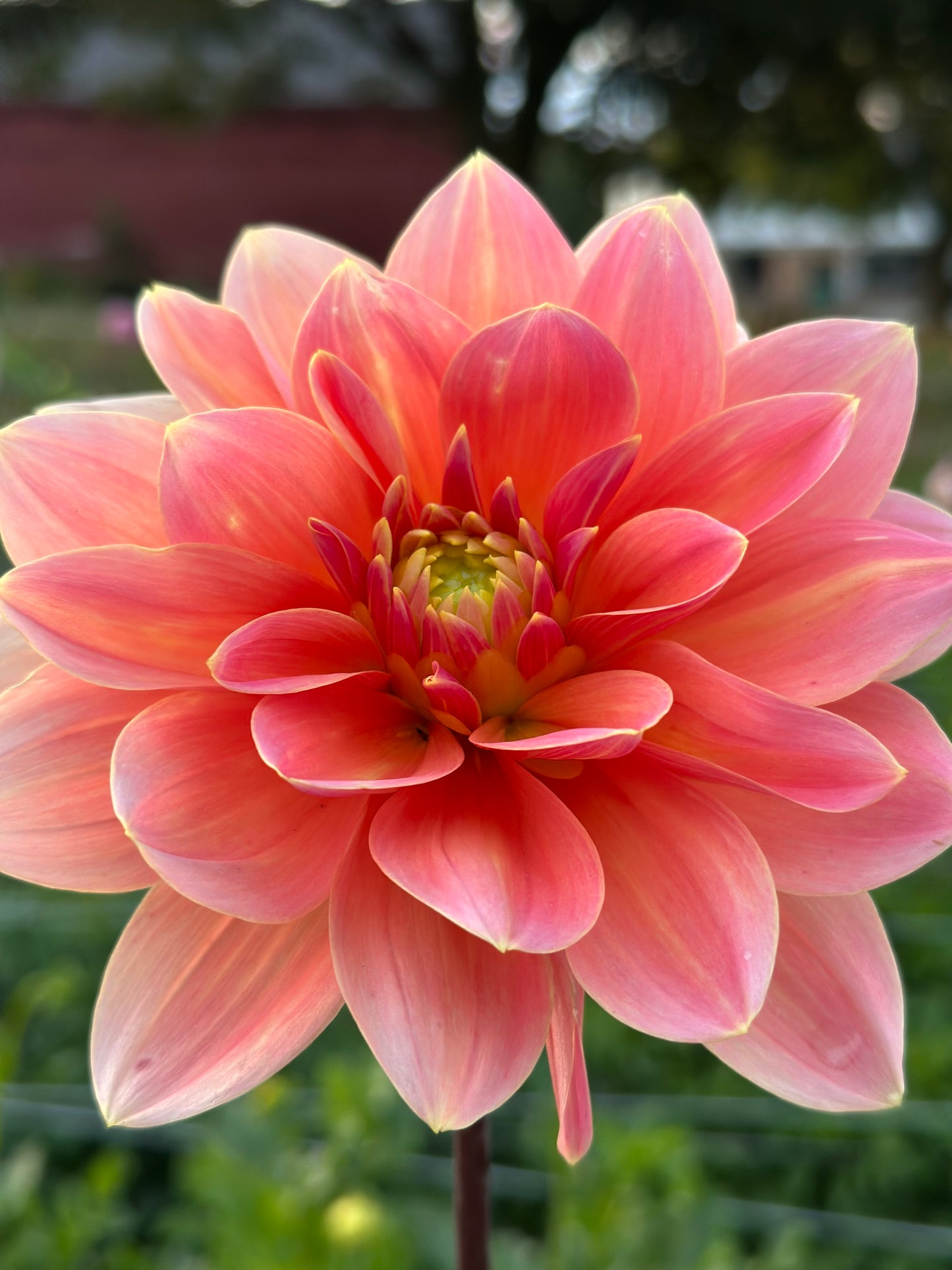 Mister Frans Dahlia Tuber