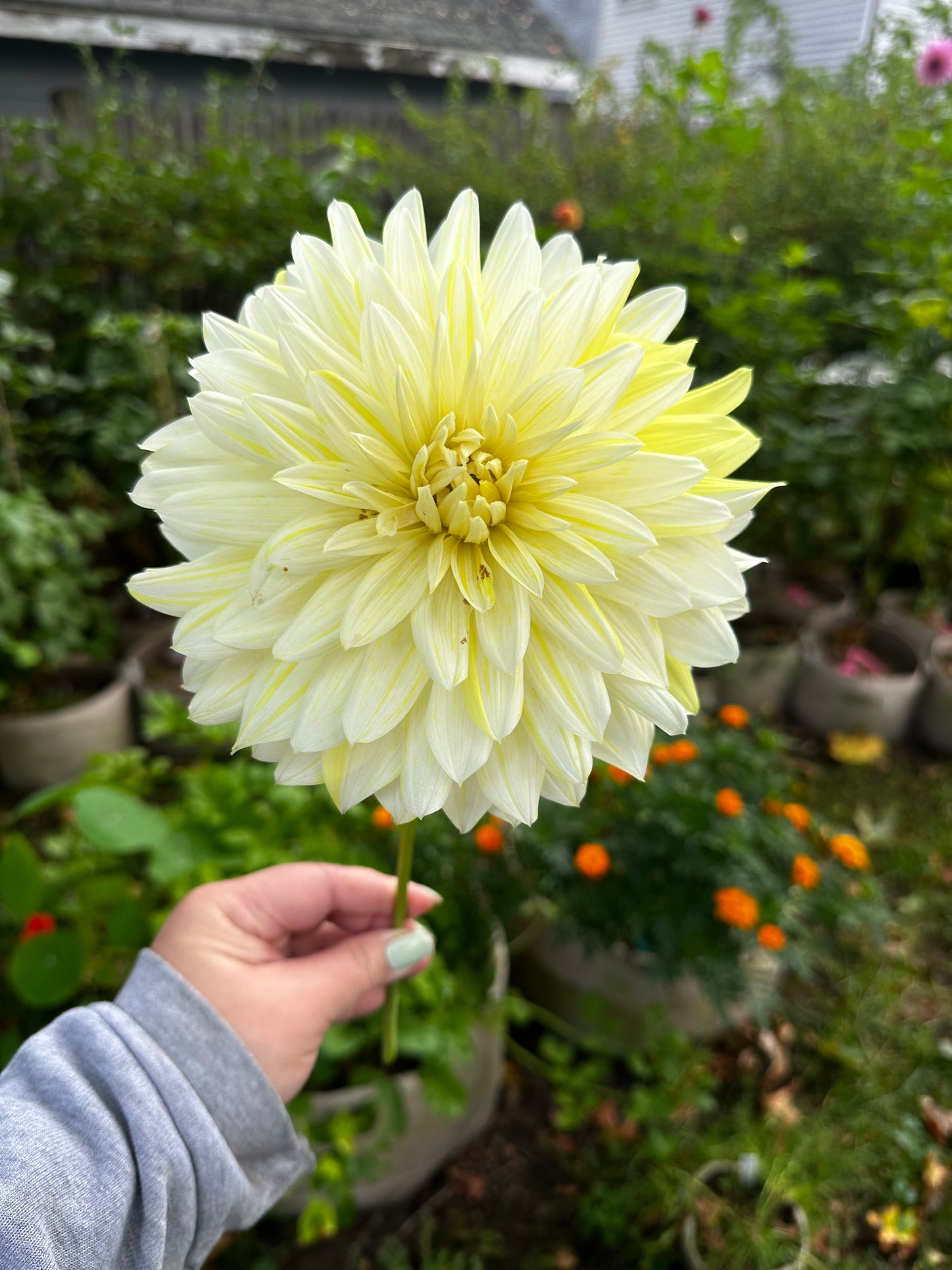 La Luna Dahlia Tuber