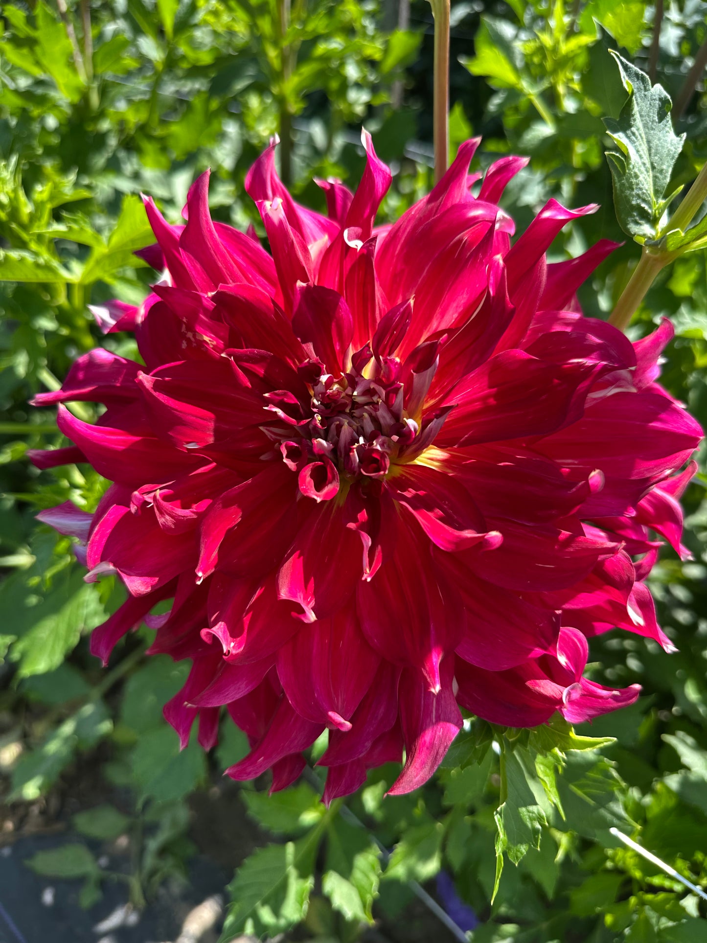 Clearview Magic Dahlia Tuber