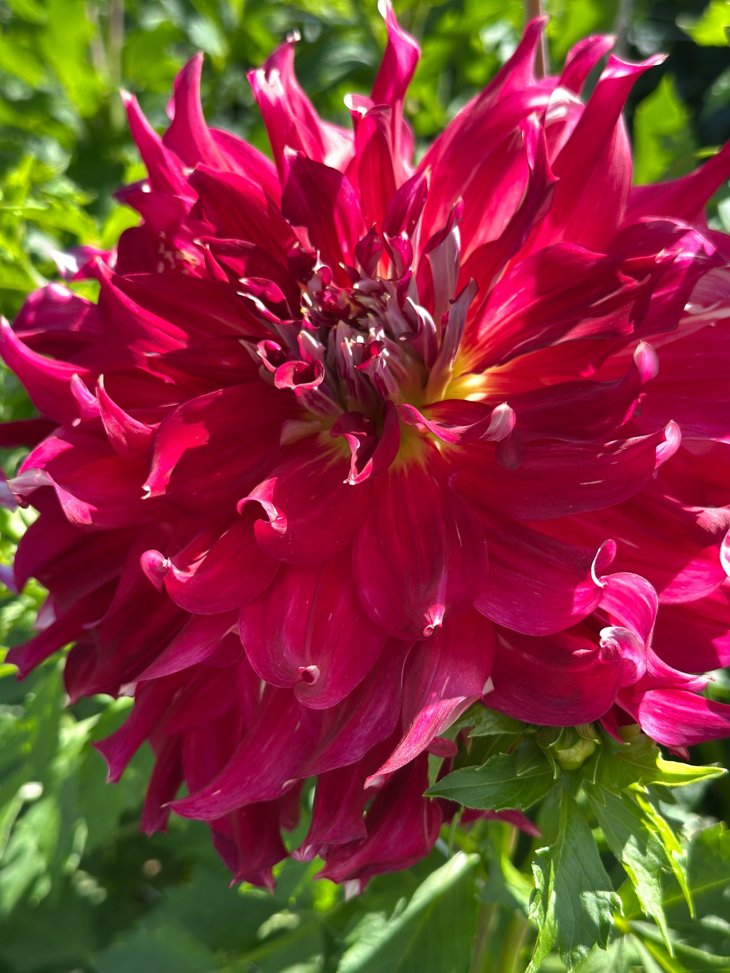 Clearview Magic Dahlia Tuber