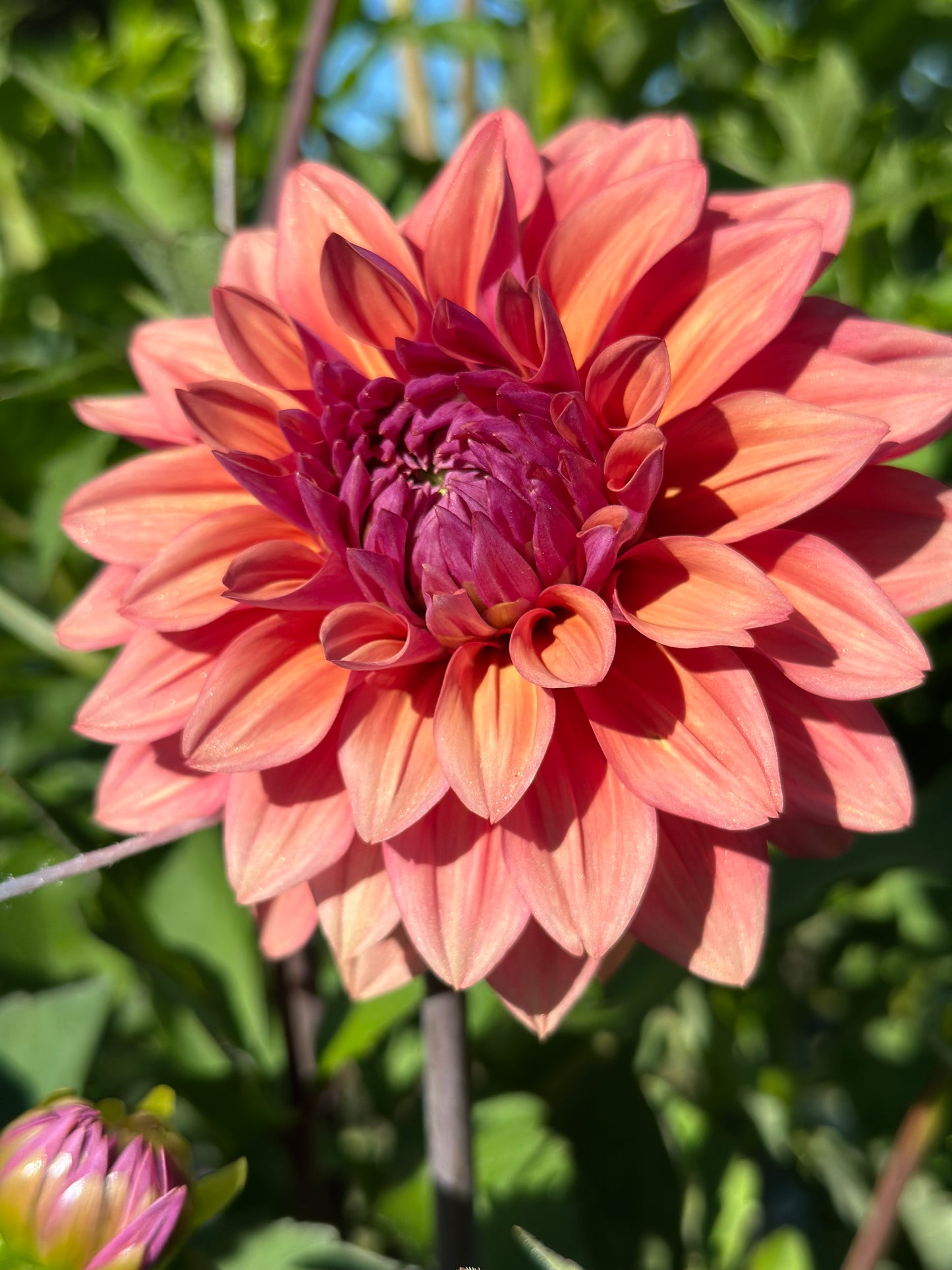 Feline Yvonne Dahlia Tuber