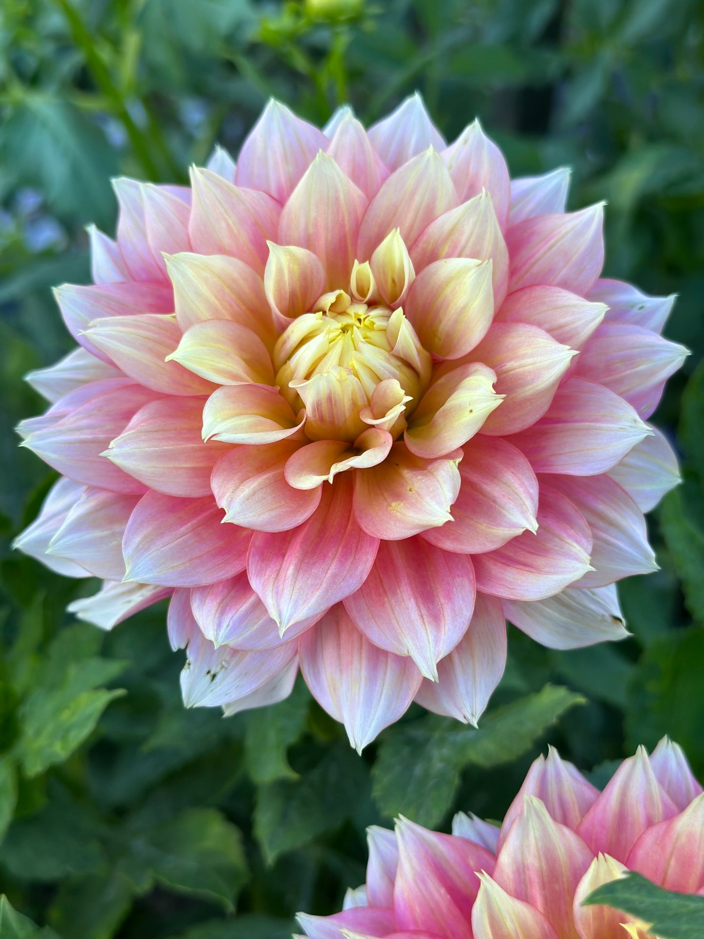 Fairytale Dahlia Tuber
