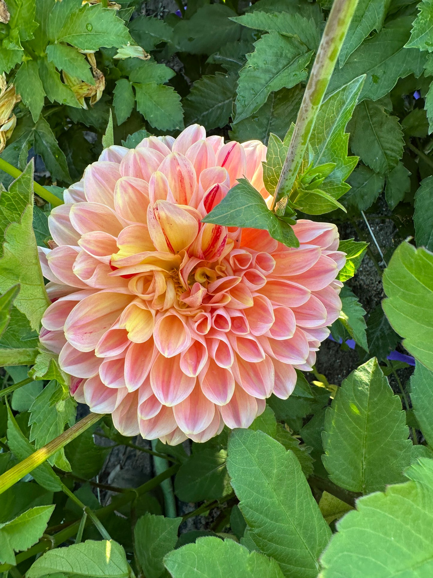 Mai Tai Dahlia Tuber
