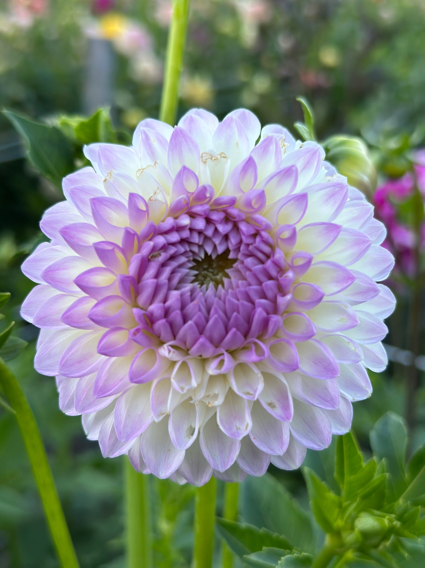 Westerton Ella Grace Dahlia Tuber