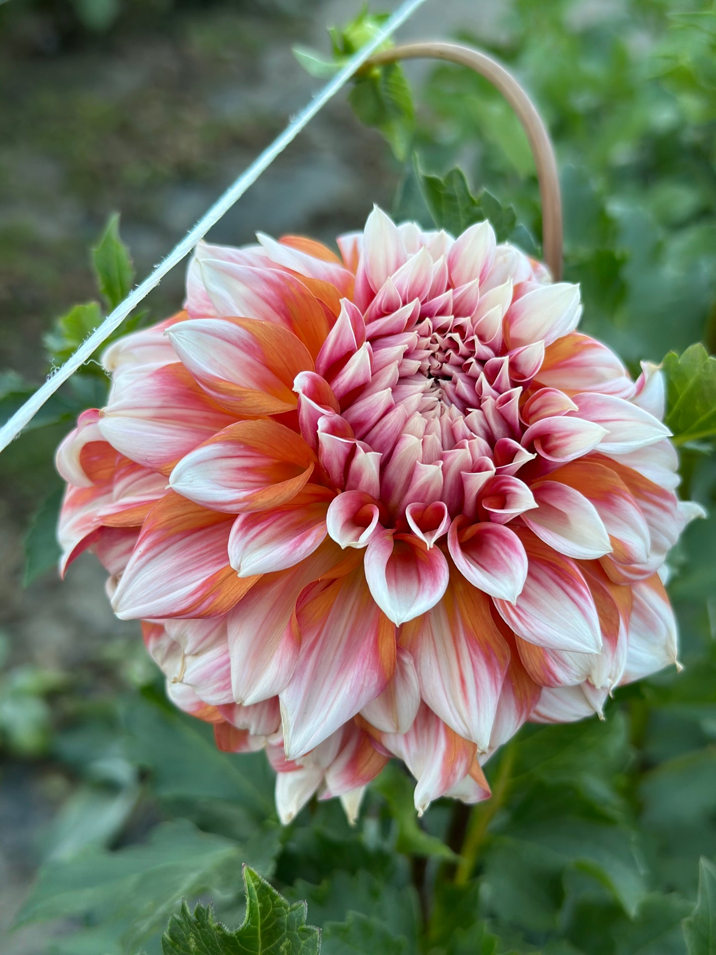 Alpen Parfait Dahlia Tuber
