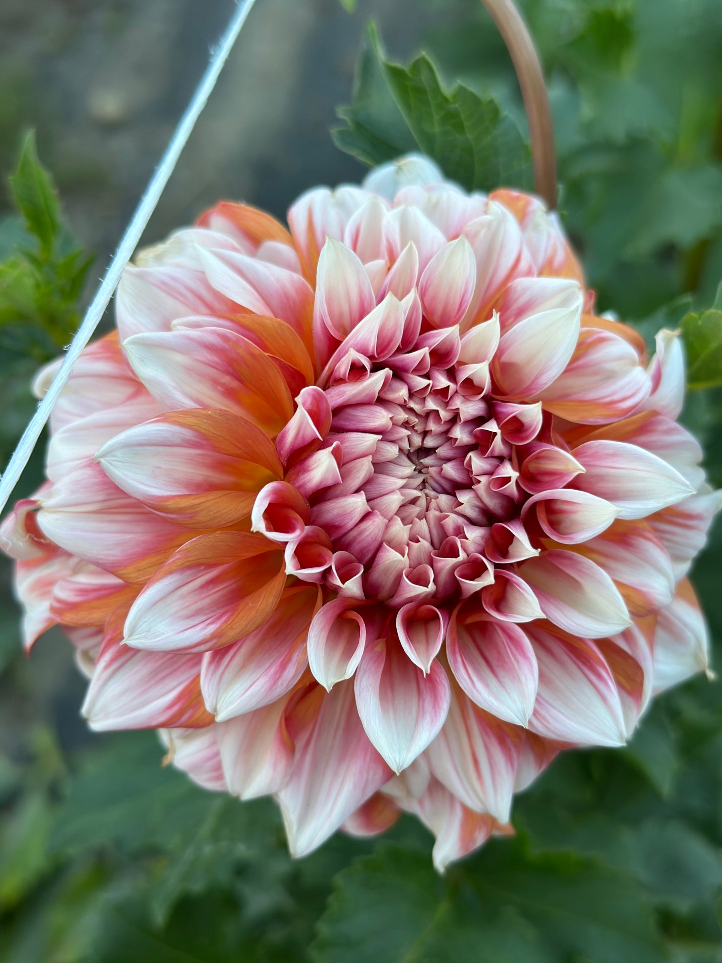 Alpen Parfait Dahlia Tuber