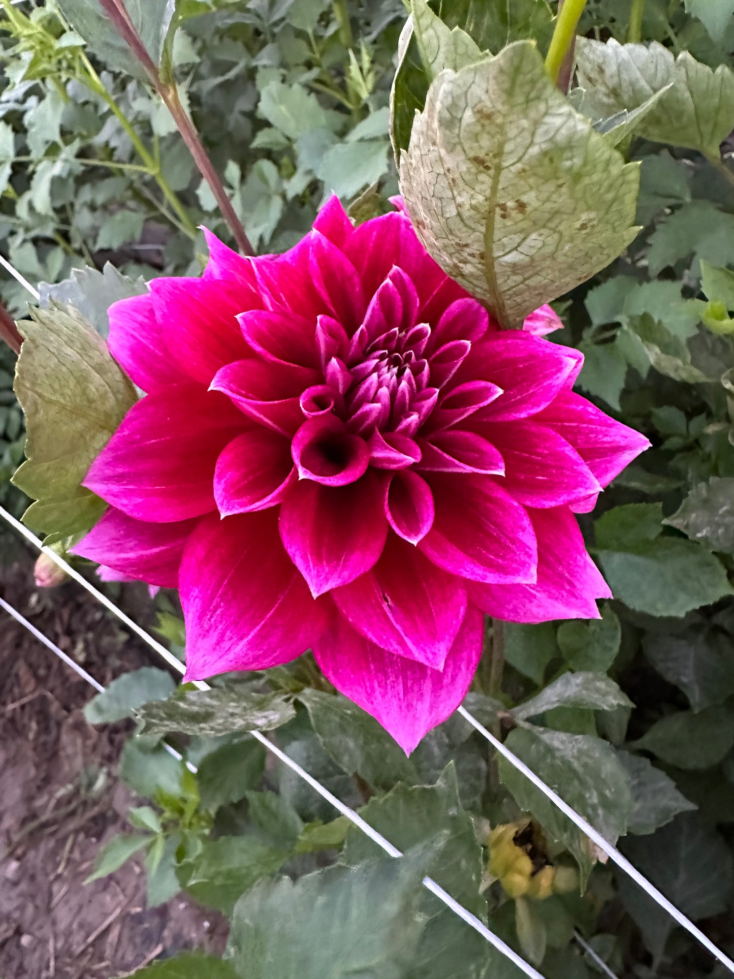 Arabian Not Dahlia Tuber