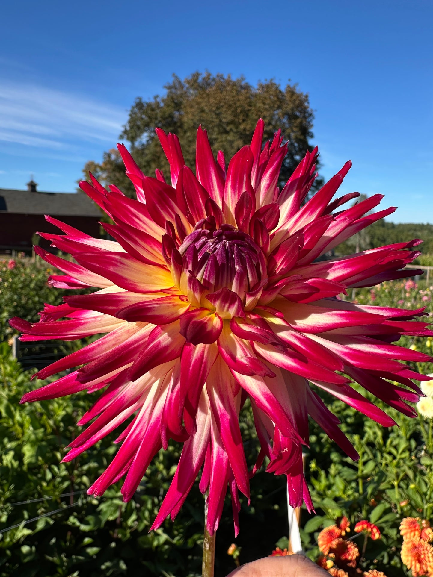 Hollyhill Starburst Dahlia Tuber