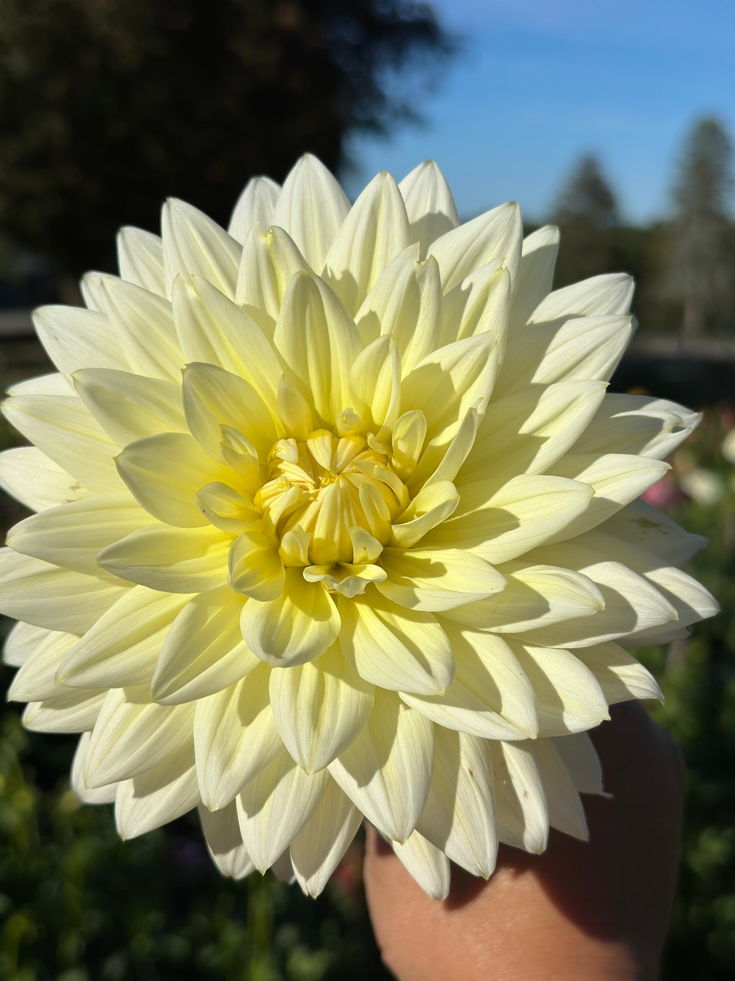 Sandia Showboat Dahlia Tuber