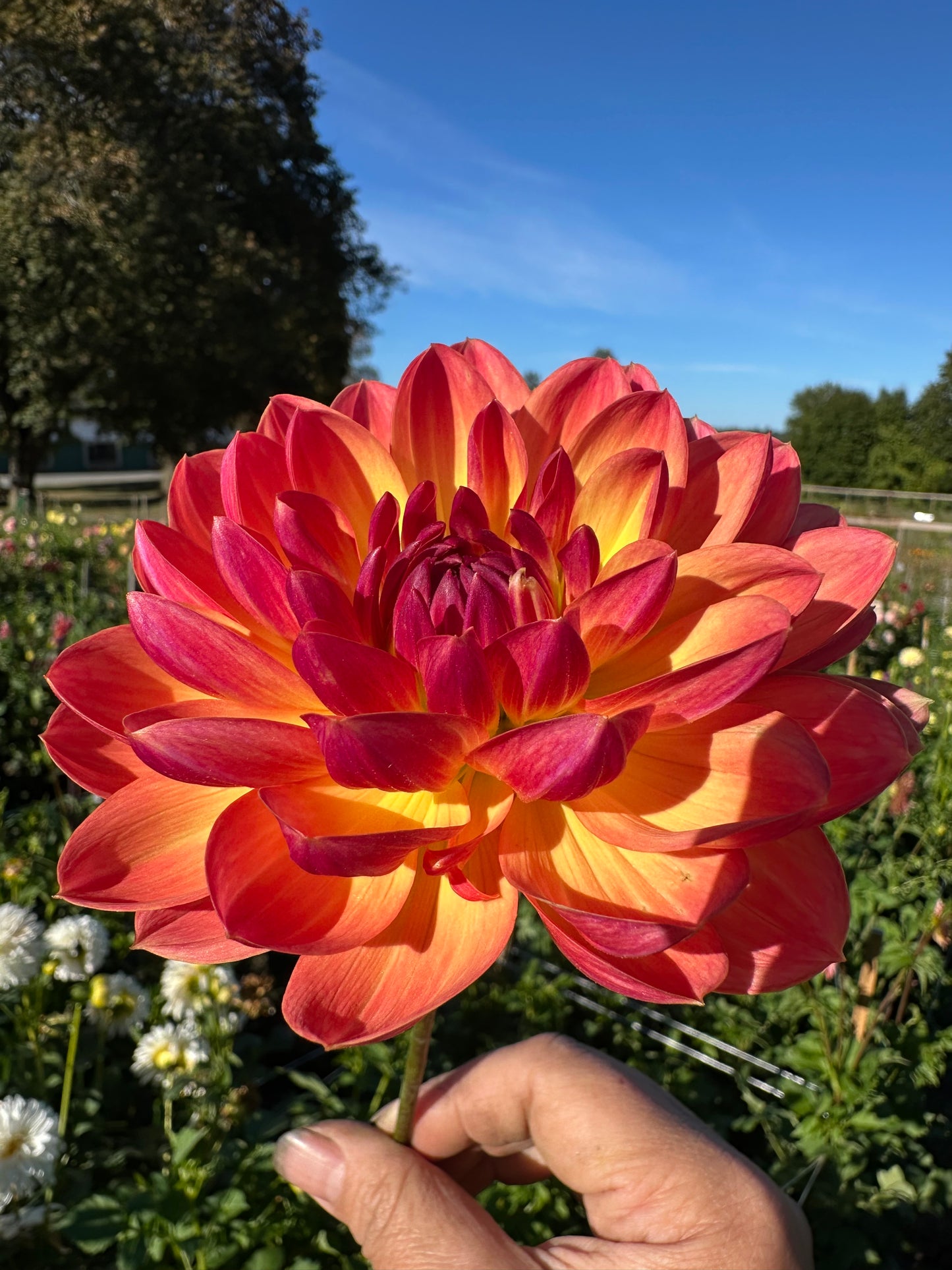 Pam Howden Dahlia Tuber