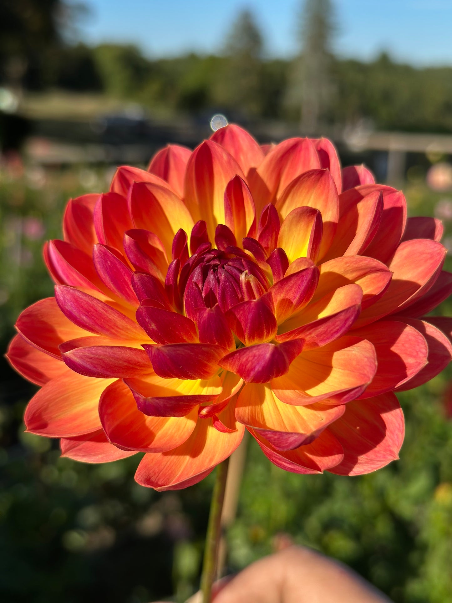 Pam Howden Dahlia Tuber