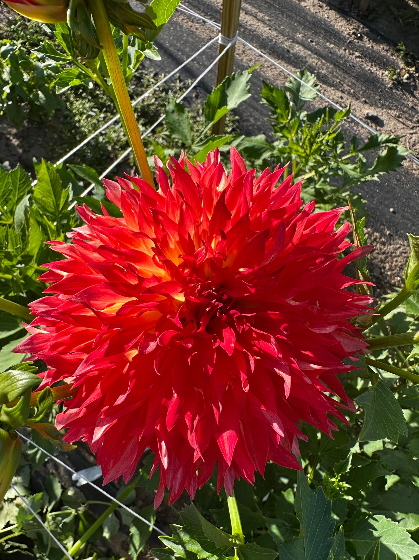 Wilberforce Dahlia Tuber