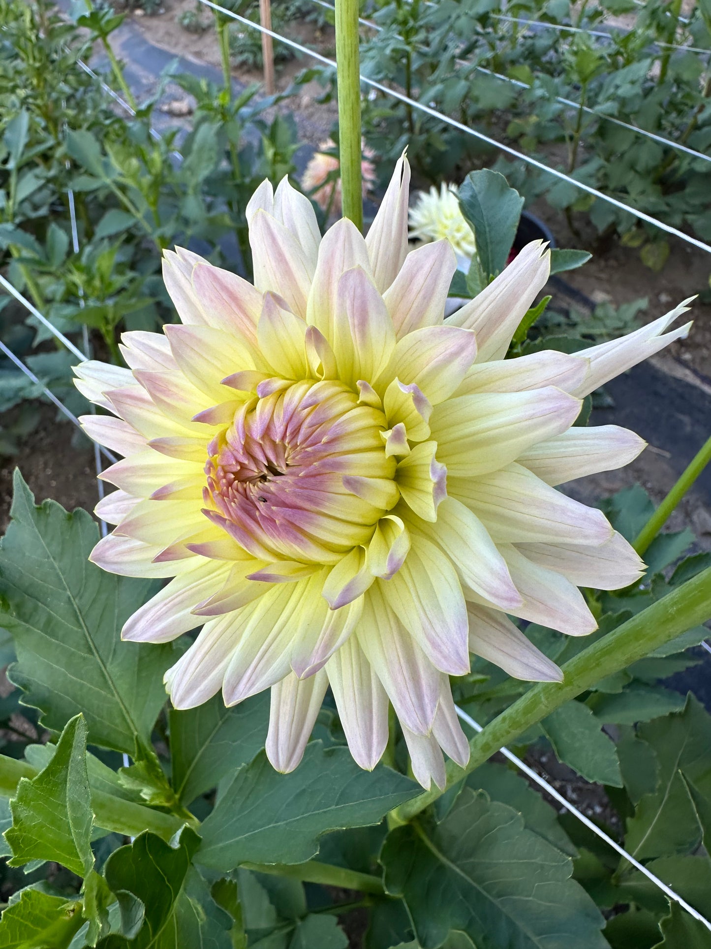Clearview Sarah Dahlia Tuber