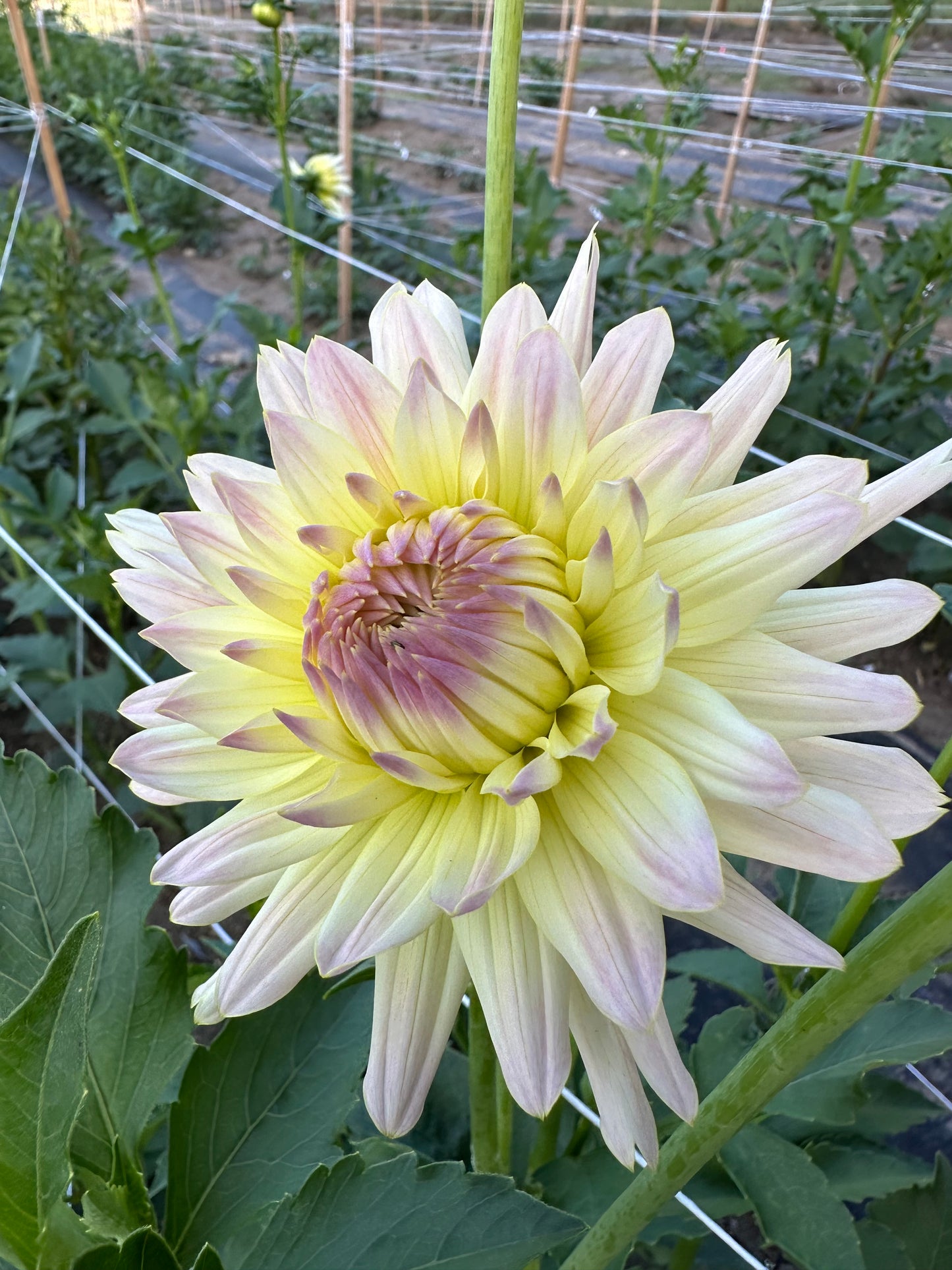 Clearview Sarah Dahlia Tuber