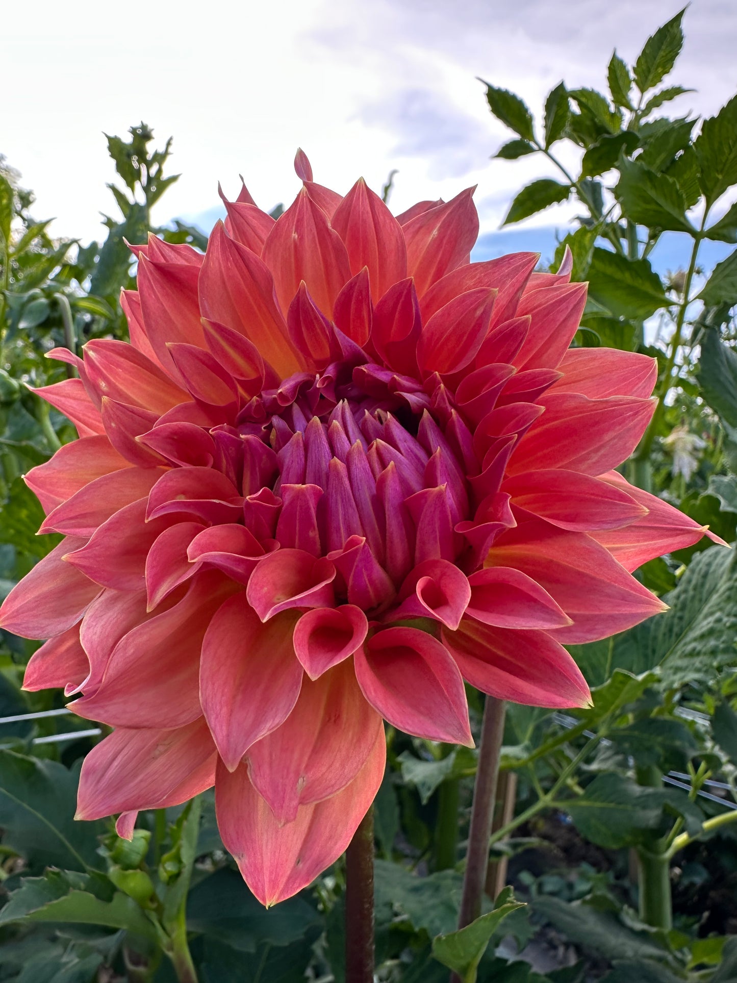 Hilltop Lost Treasure Dahlia Tuber