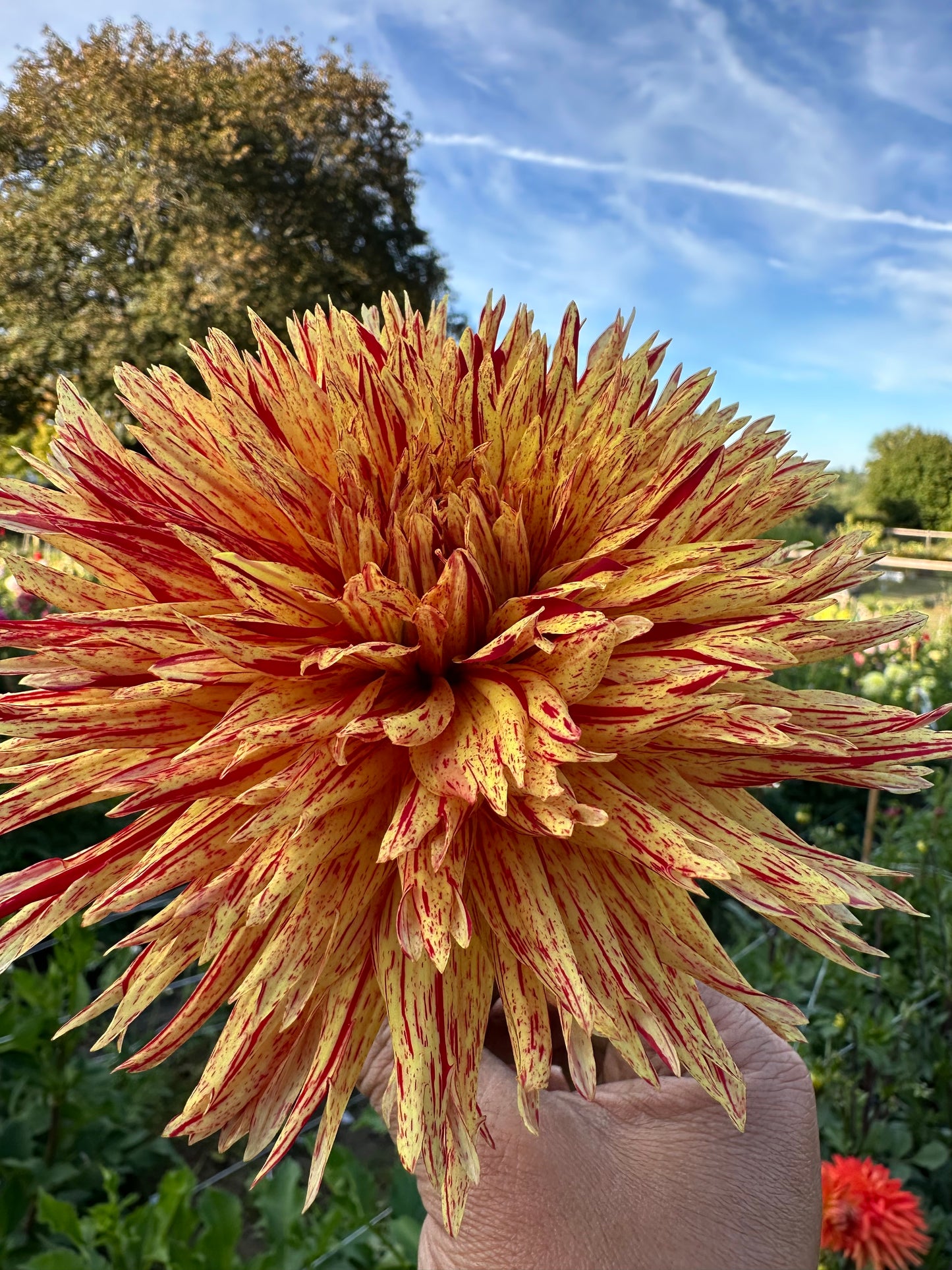 Hollyhill Six in One Dahlia Tubers