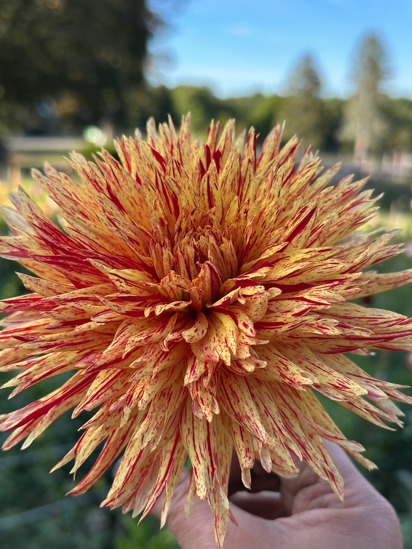 Hollyhill Six in One Dahlia Tubers