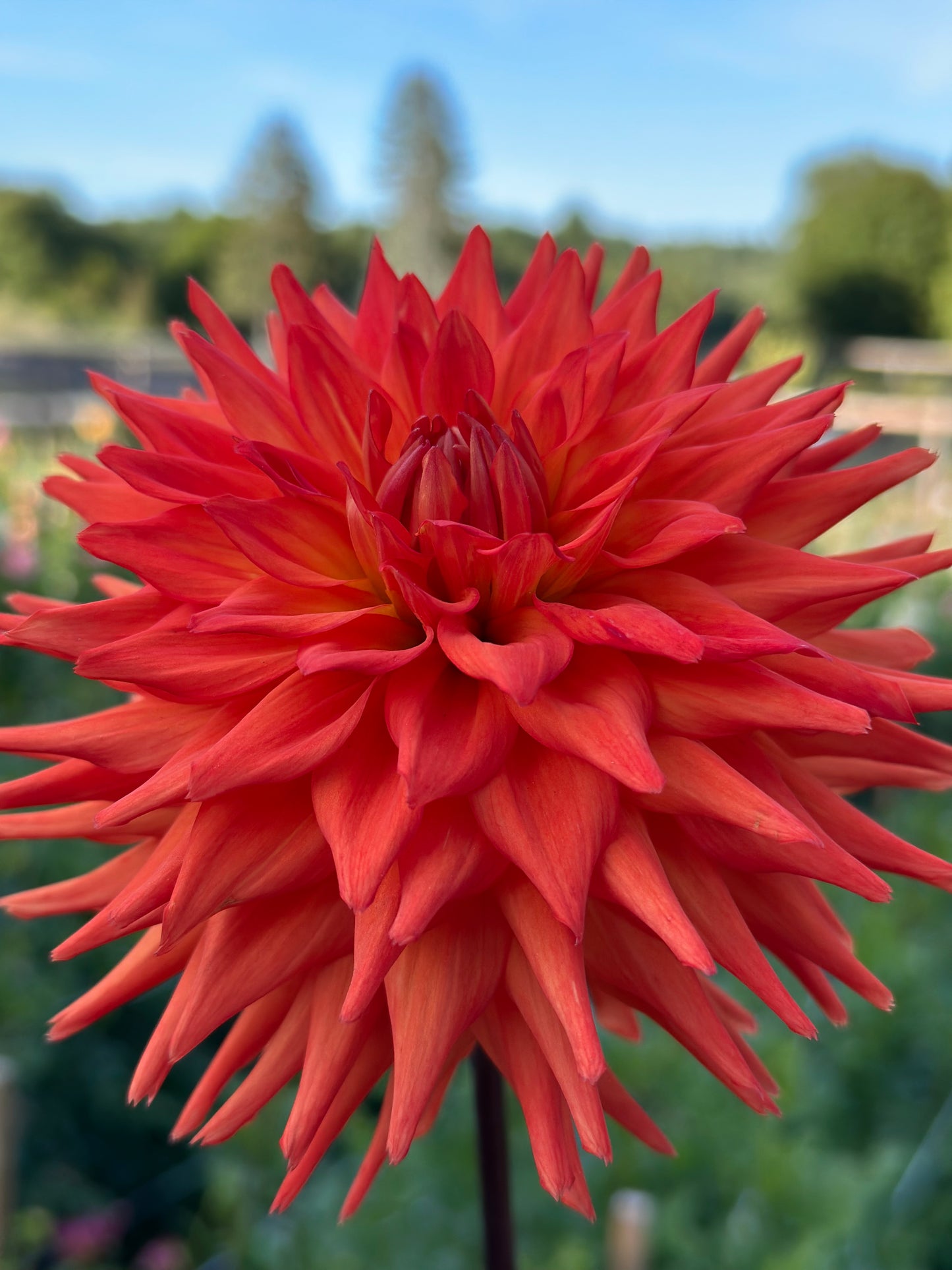 Hot Shot Dahlia Tuber