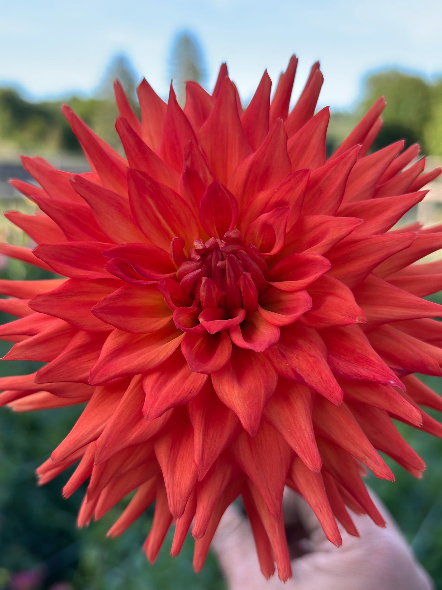 Hot Shot Dahlia Tuber