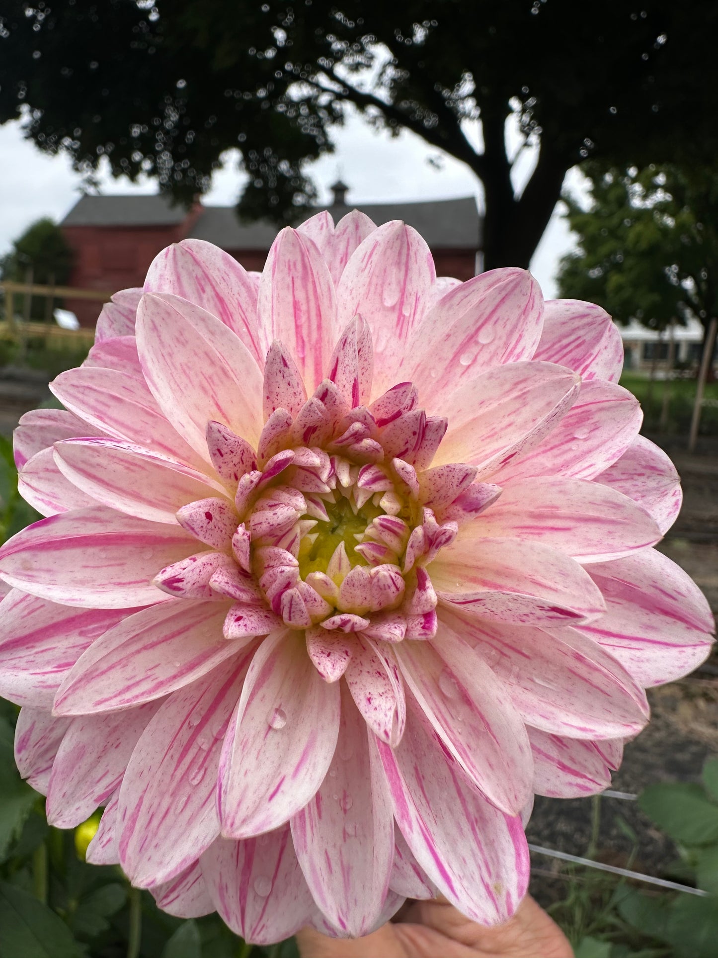 Bonesta Dahlia Tuber